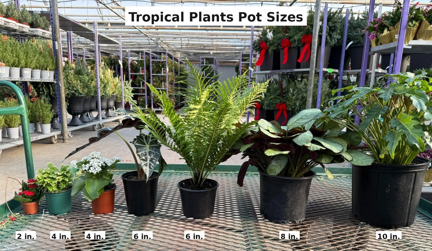 RedCrocus - RedCrocus Dwarf Brush Cherry Eugenia myrtifolia 'Globulus' - Compact Evergreen Shrub for Containers & Gardens, Pet-Friendly, Pollinator Attractant 14" Pot