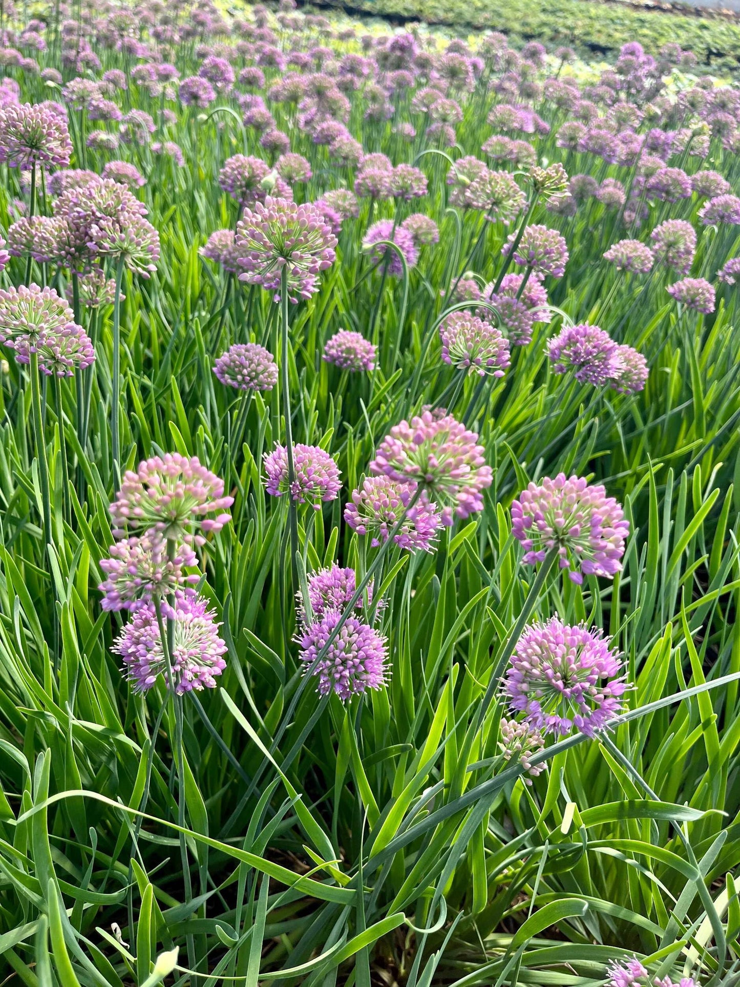 Perennial Farm Allium 'Medusa' – Live Ornamental Onion in #1 Container, Lavender-Purple Blooms with Twisting Stems, Deer Resistant, Pollinator Friendly, Great for Borders, Beds & Rock Gardens