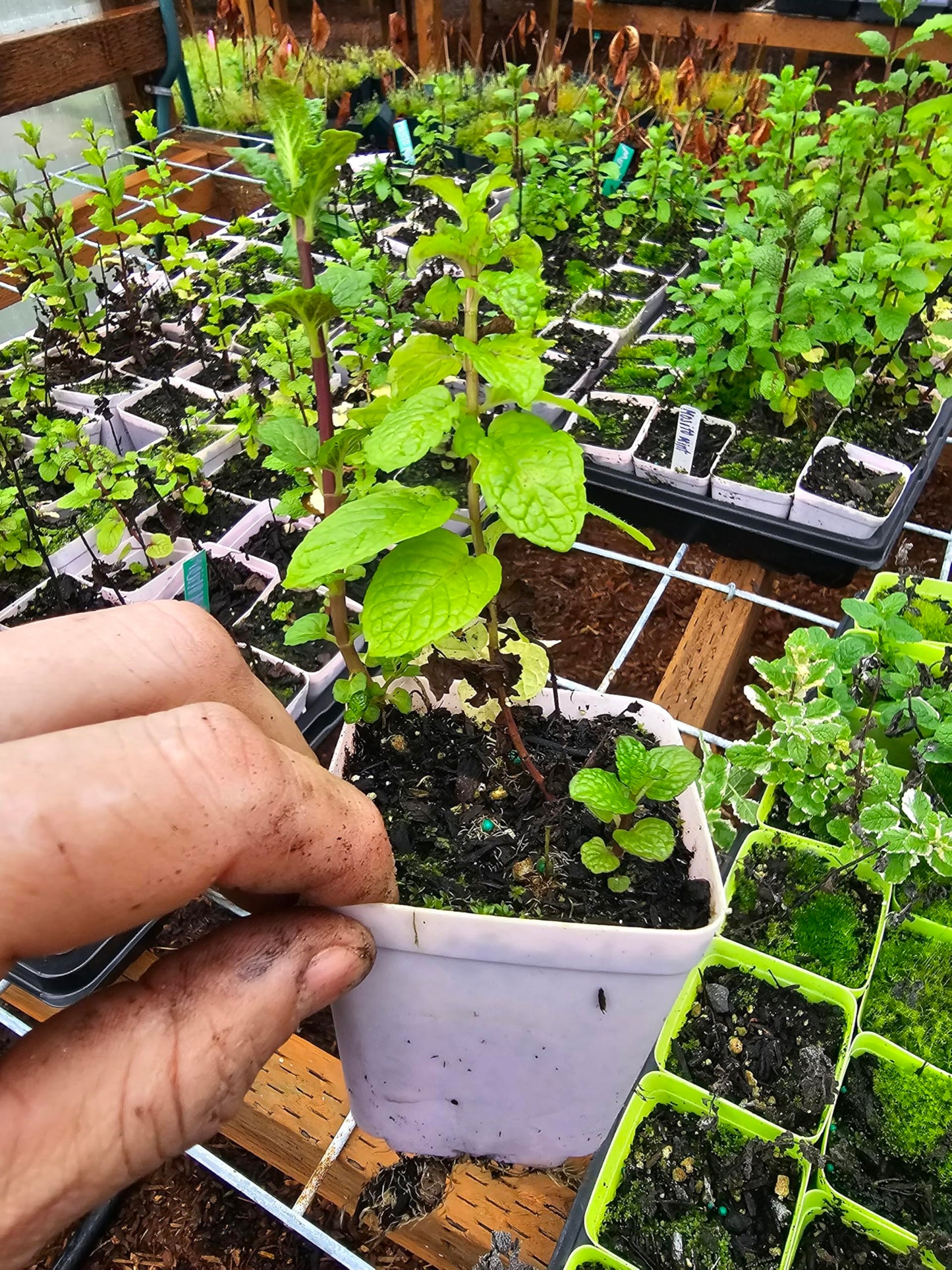 2pack Live Mint Plants, Pineapple Mojito