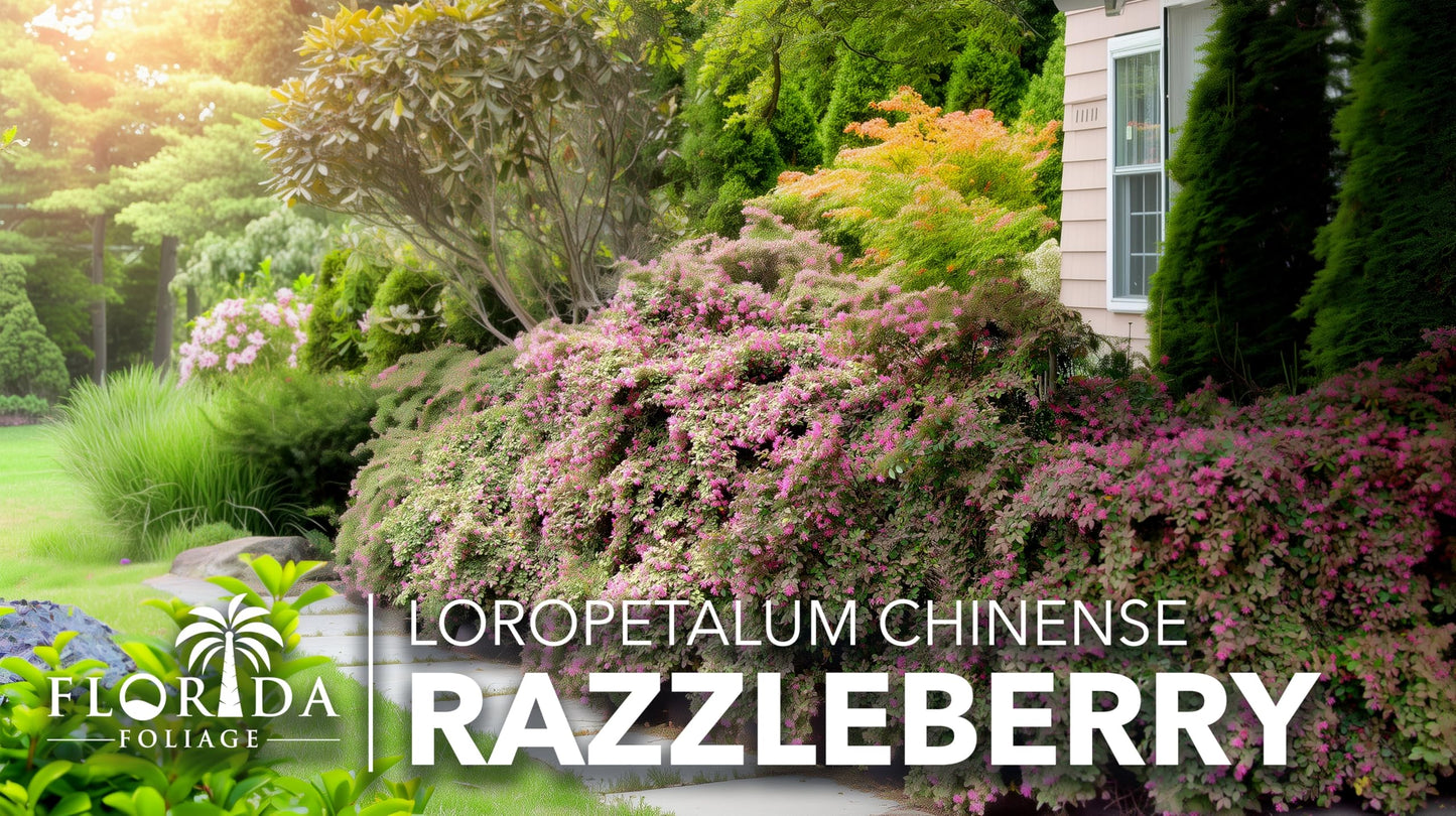 Loropetalum Razzleberry | 1 Live Plant | Loropetalum Chinense | Evergreen Shrub | Vibrant Pink Flowers | Fast Growing | Low Maintenance | Ornamental Bush | Outdoor Landscaping
