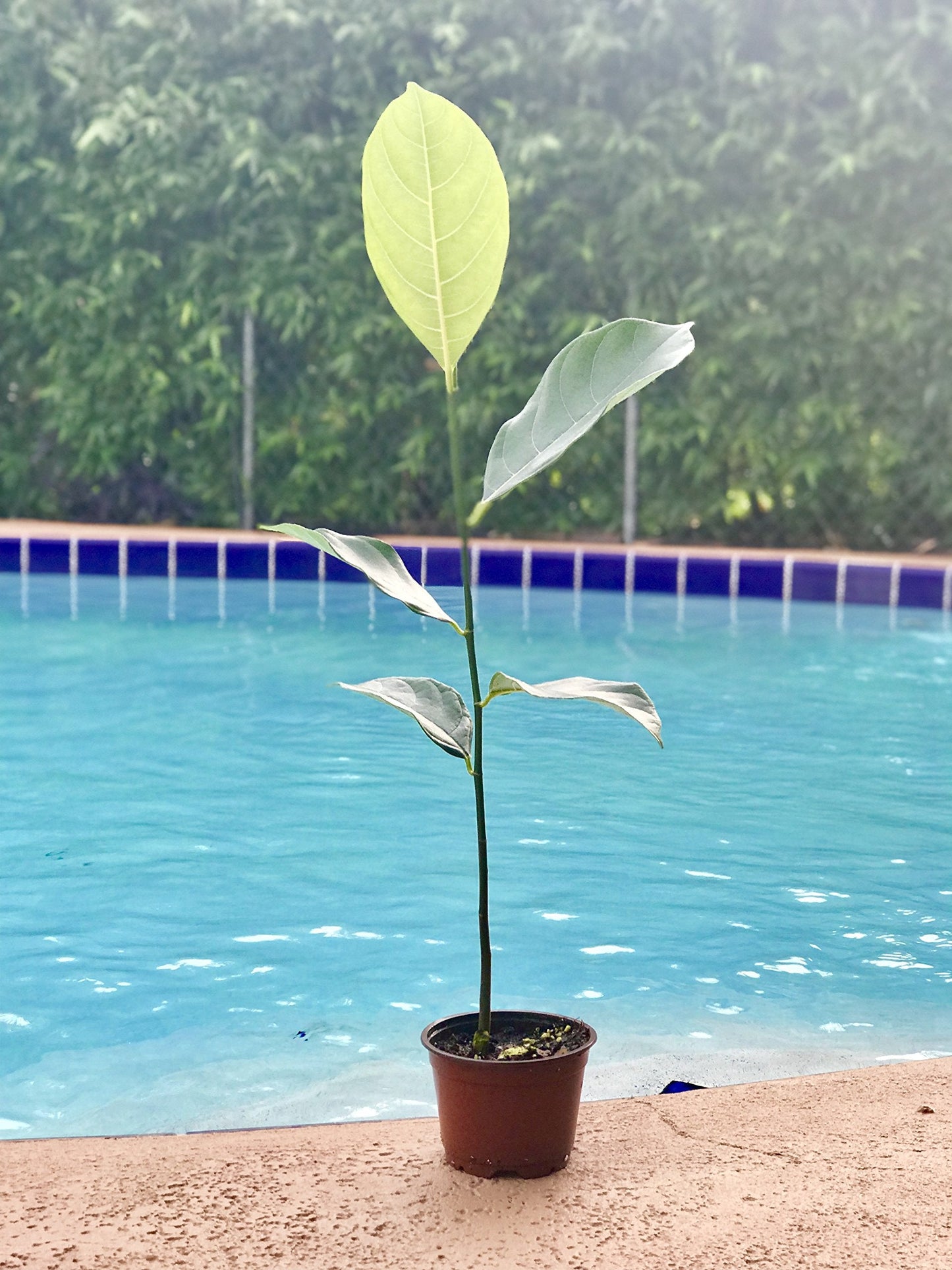 9EzTropical - Jackfruit Plant Tropical Fruit Trees - 8" to 1 Feet Tall - Ship in 4" Pot