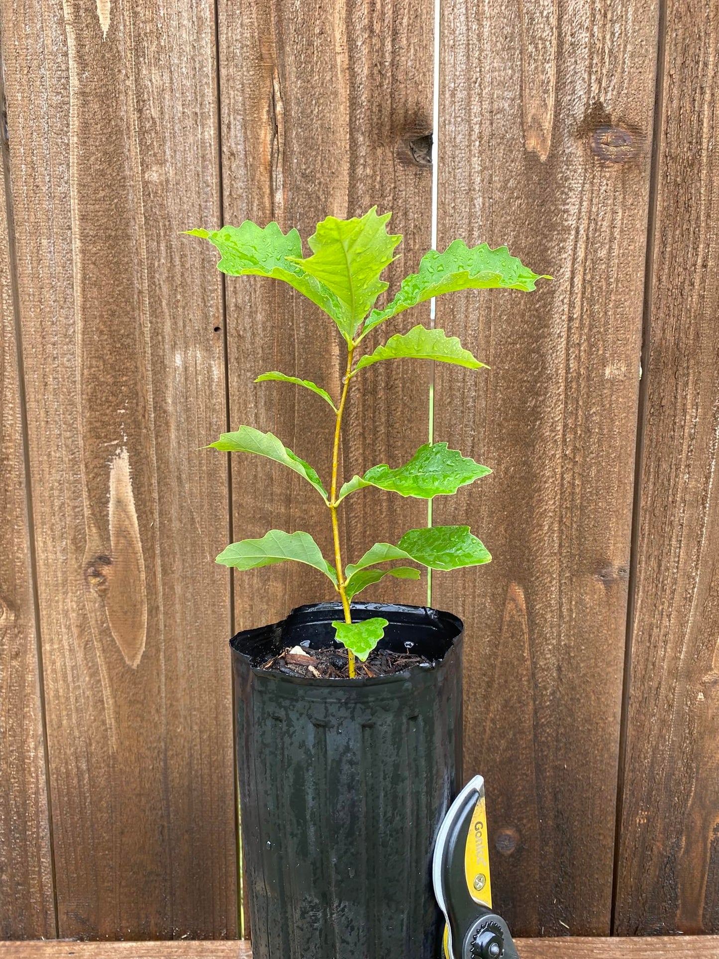 Chinkapin Oak Tree Sapling, Live Quercus Muehlenbergii Plant, Native Shade Tree for Home Garden and Landscaping