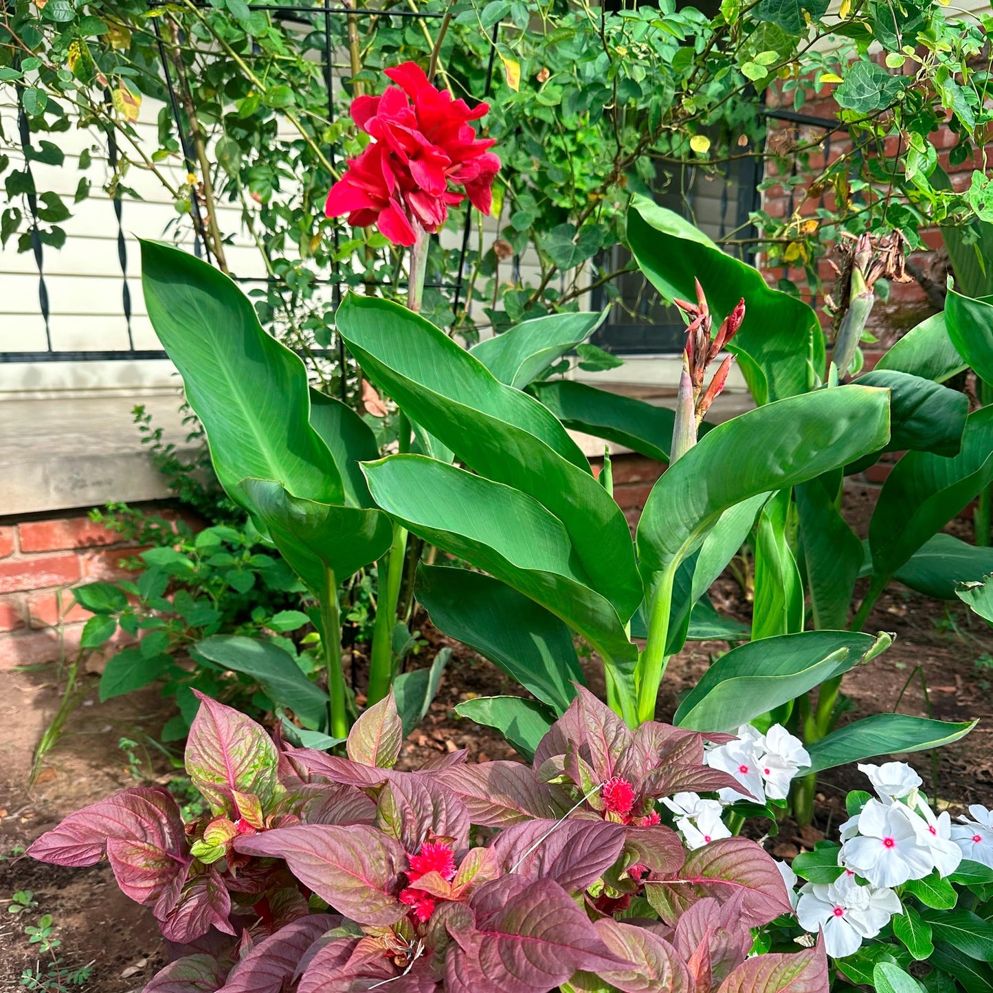 Pink Magic Canna Lily Bulb – Deep Rose Pink Blooms, Full Ruffled Flowers, Tropical Garden Perennial, Zones 3–9, 3–4 Ft Tall, Summer Rhizome, 1 Bulb