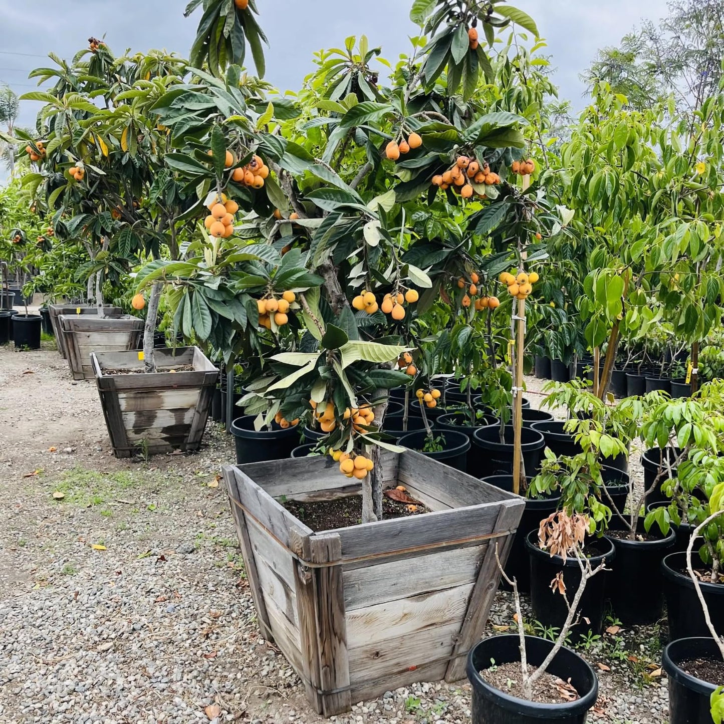 Loquat Tree Live Plant, Golden Loquat Plant Live, Cold Hardy Fruit Tropical Plant, Home Orchard Planting, 4 Inches Pot
