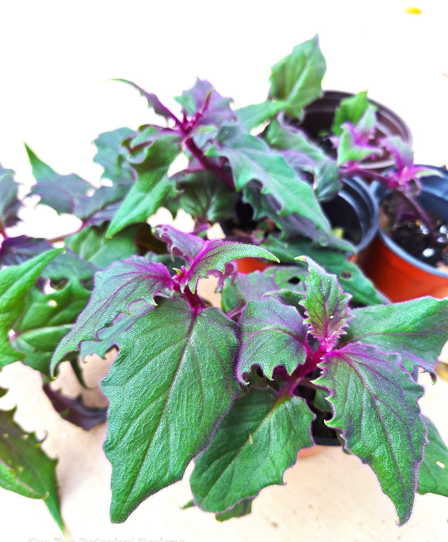 Gynura aurantiaca Exotic Purple Passion 4-6 inch Rooted Plant