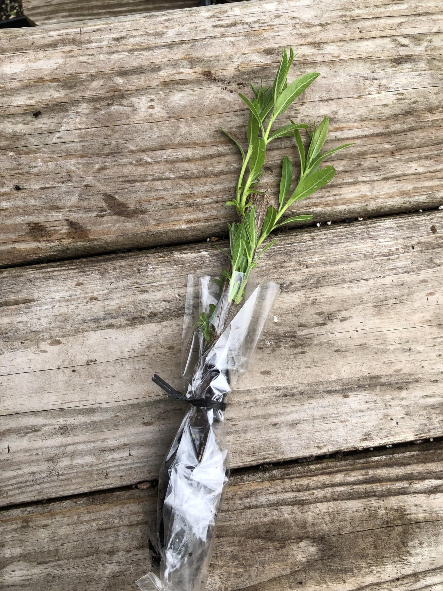 Smoke Camp Crafts Organic Pussy Willow Plant, 2.5-inch Pot, Easter Tree Shrub