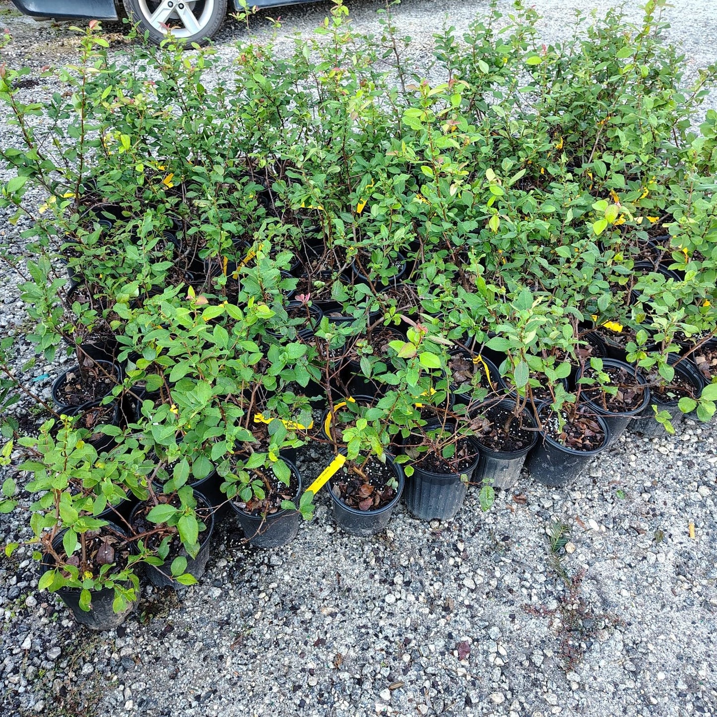 Live Plant - Chojuraku Orange Flowering Quince - Live Plant - (2.5 Qt)