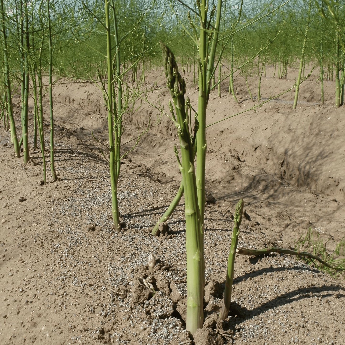 Jersey Knight Asparagus Roots - Hardy and High Yielding, 2yr Bare Root Asparagus Crowns from Hand Picked Nursery (5)