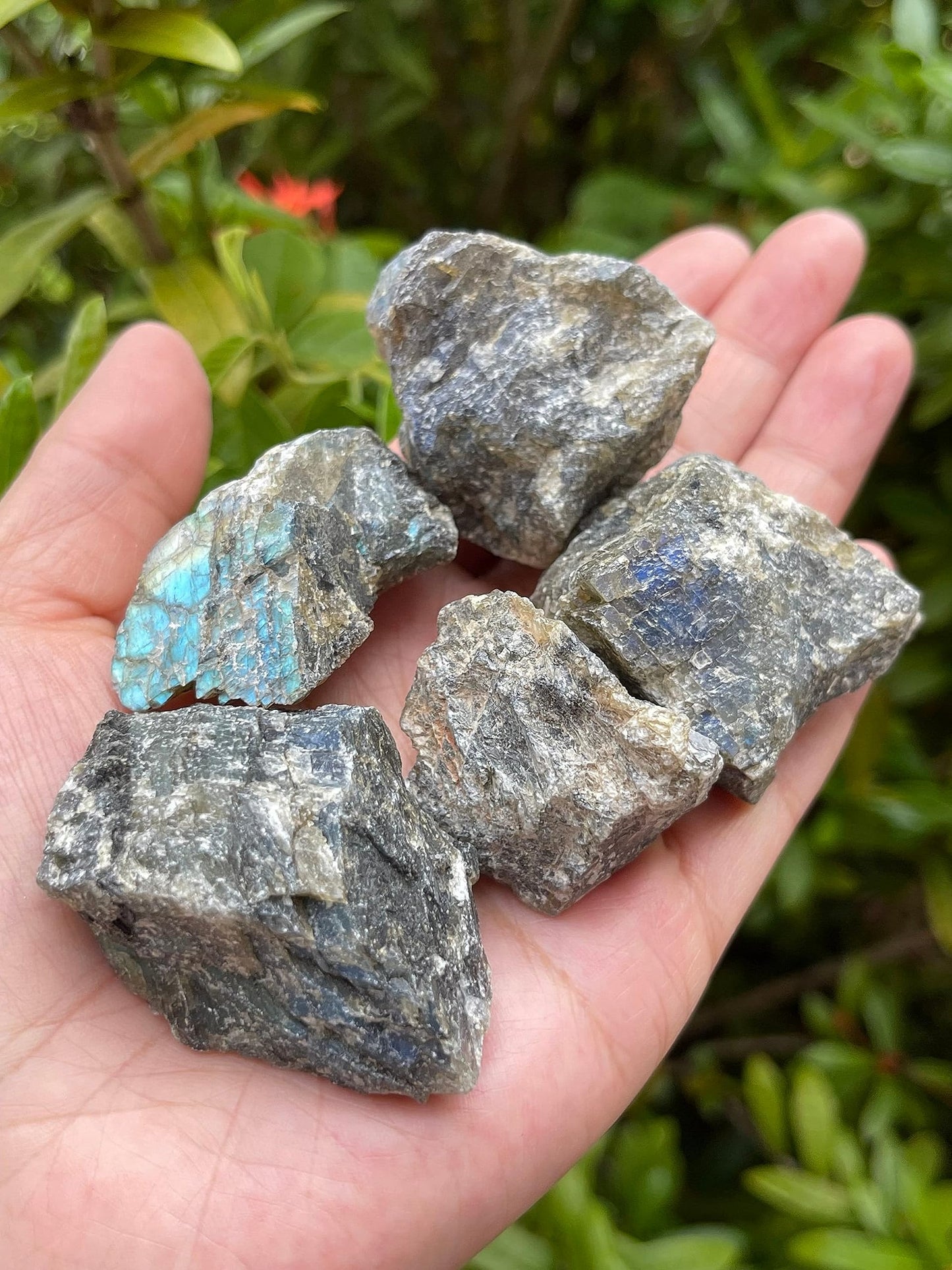 GAF TREASURES 1 Pound Raw Labradorite - Natural Labradorite Stone, Natural Rough Labradorite, Labradorite Rough, Labradorite Rocks (Labradorite)