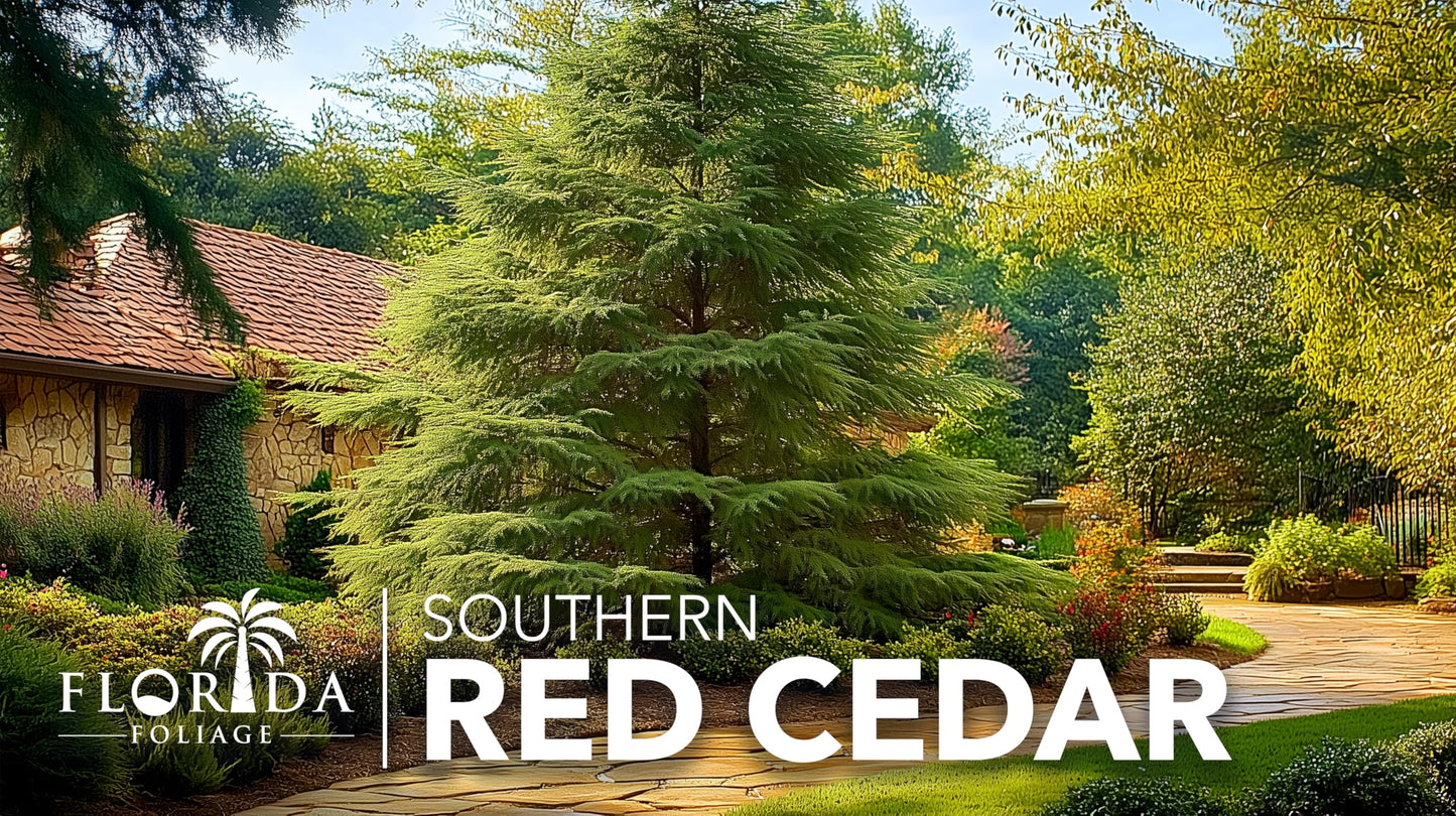 Southern Red Cedar | 10 Live Plants | Juniperus Virginiana Silicicola | Evergreen Privacy Trees | Native Landscape Plants