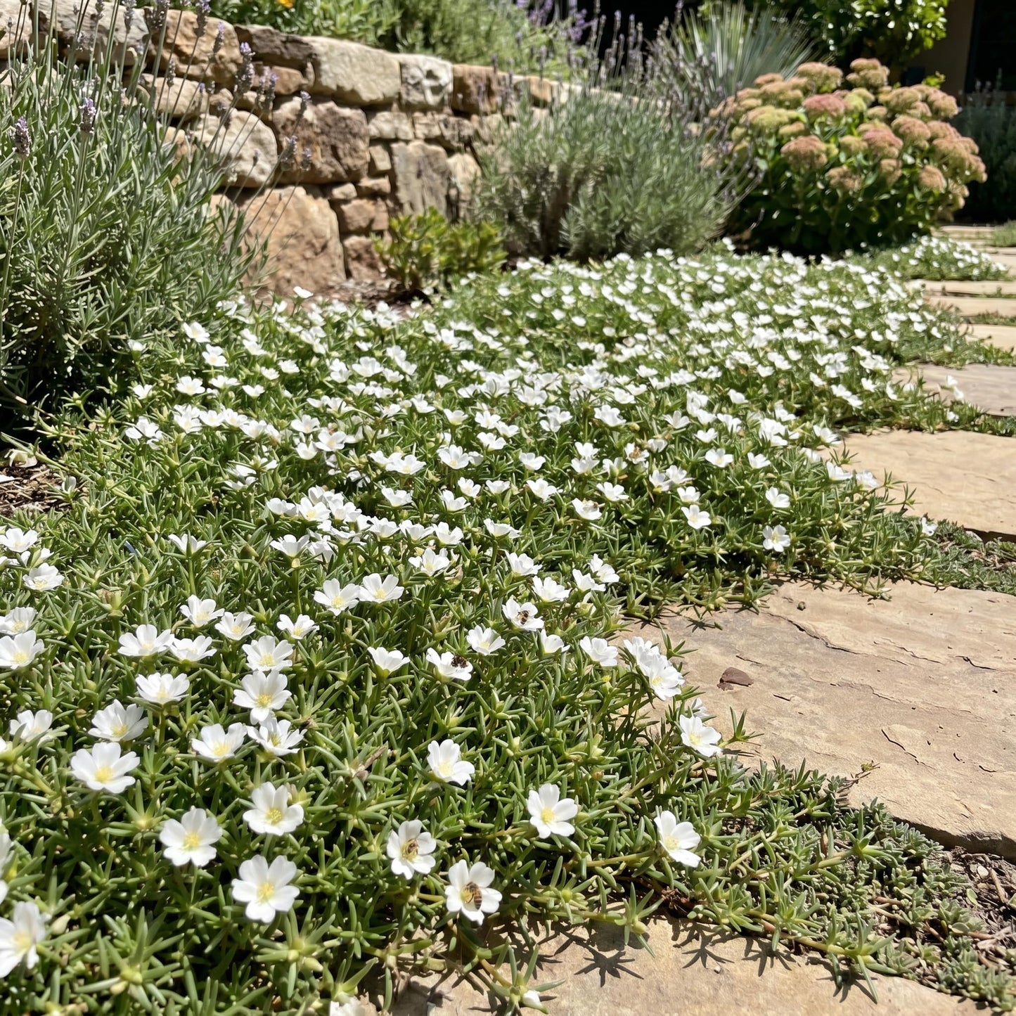 4 Portulaca Plants Live, Moss Rose Flower Plant for Outdoor Garden, Ground Cover Plant for Patio Containers, Borders or Landscape 4-7 Inches (White)