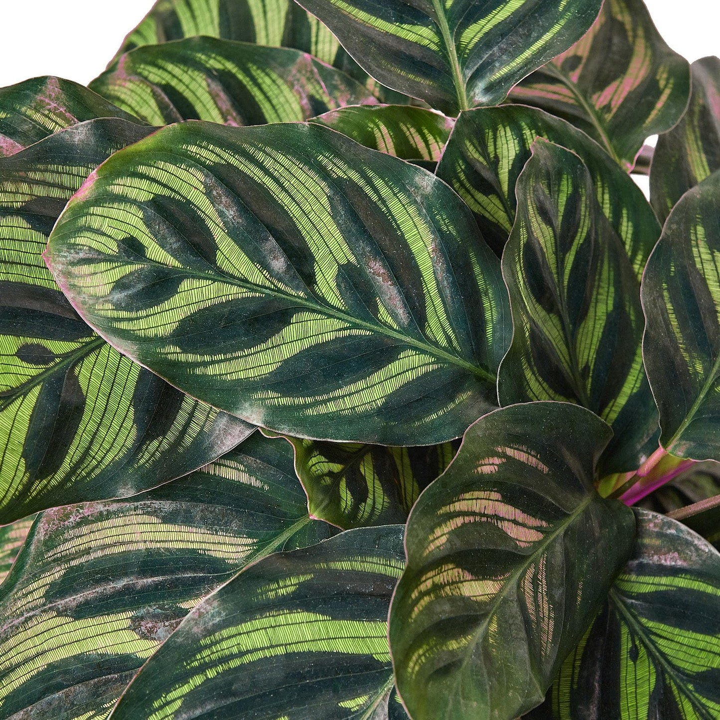 10 Pack Calathea 'Makoyana' in 4in Pot - Live Tropical Houseplant - Easy to Grow | Air Purifying | Pet Friendly | Variegated | USA Growers | The Snobby Leaf