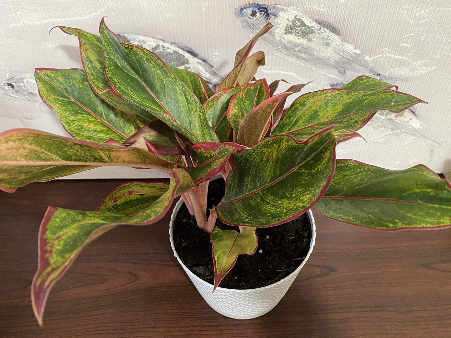 Waterbourn Aglaonema Red Chinese Evergreen Live Indoor House Plant 6inch (1.4qt) Pot