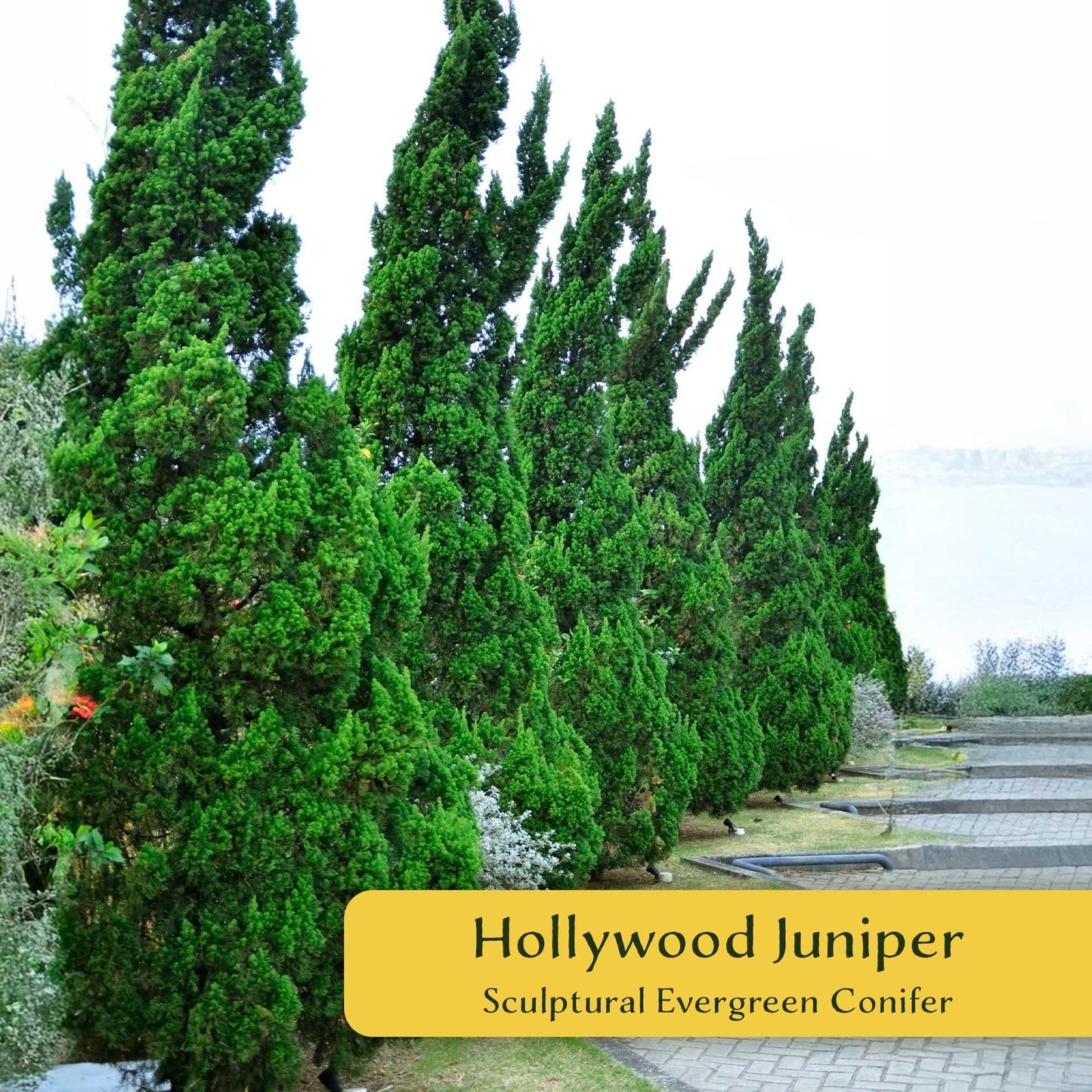 4 Hollywood Juniper – Sculptural Twisted Evergreen Conifer Shrub for Hedges, Borders & Container Planting (Juniperus chinensis ‘Torulosa’) in 3.5″ Cubes, Live Plants