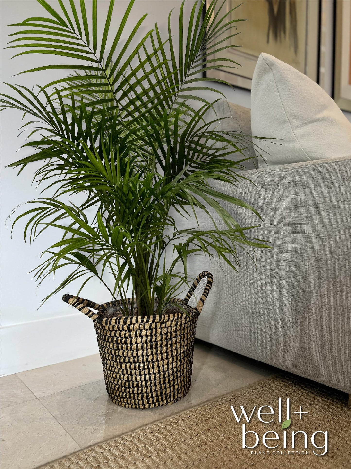 Nature's Way Farms Majesty Palm Live Plant, Indoor and Outdoor Palm Tree, in Growers Pot, Tropical Houseplant, Decor for Your Patio, Balcony, Home or Office 3-4 Feet Tall