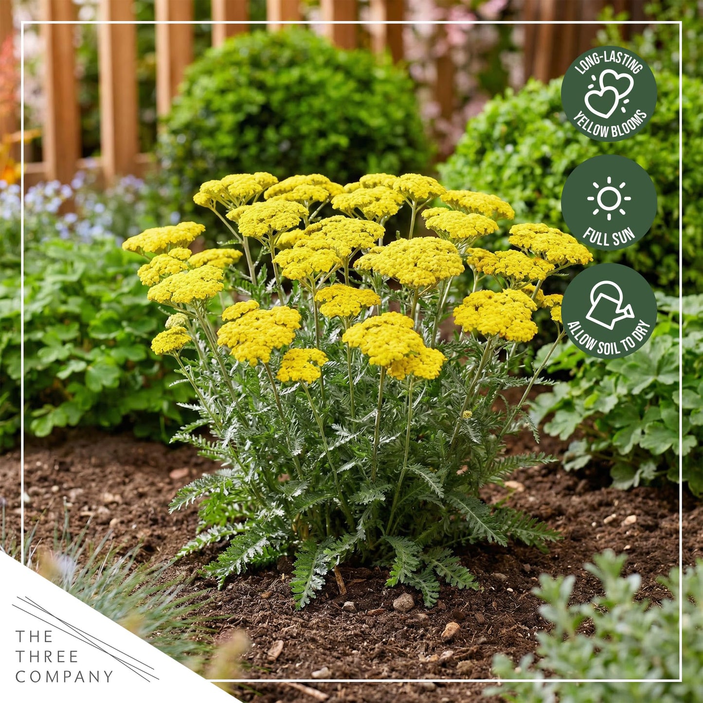 Live Achillea Yarrow 2-Pack – Moonshine Yellow – Drought Tolerant Perennial, Pollinator Friendly, 10” Tall, 1 Qt Pot