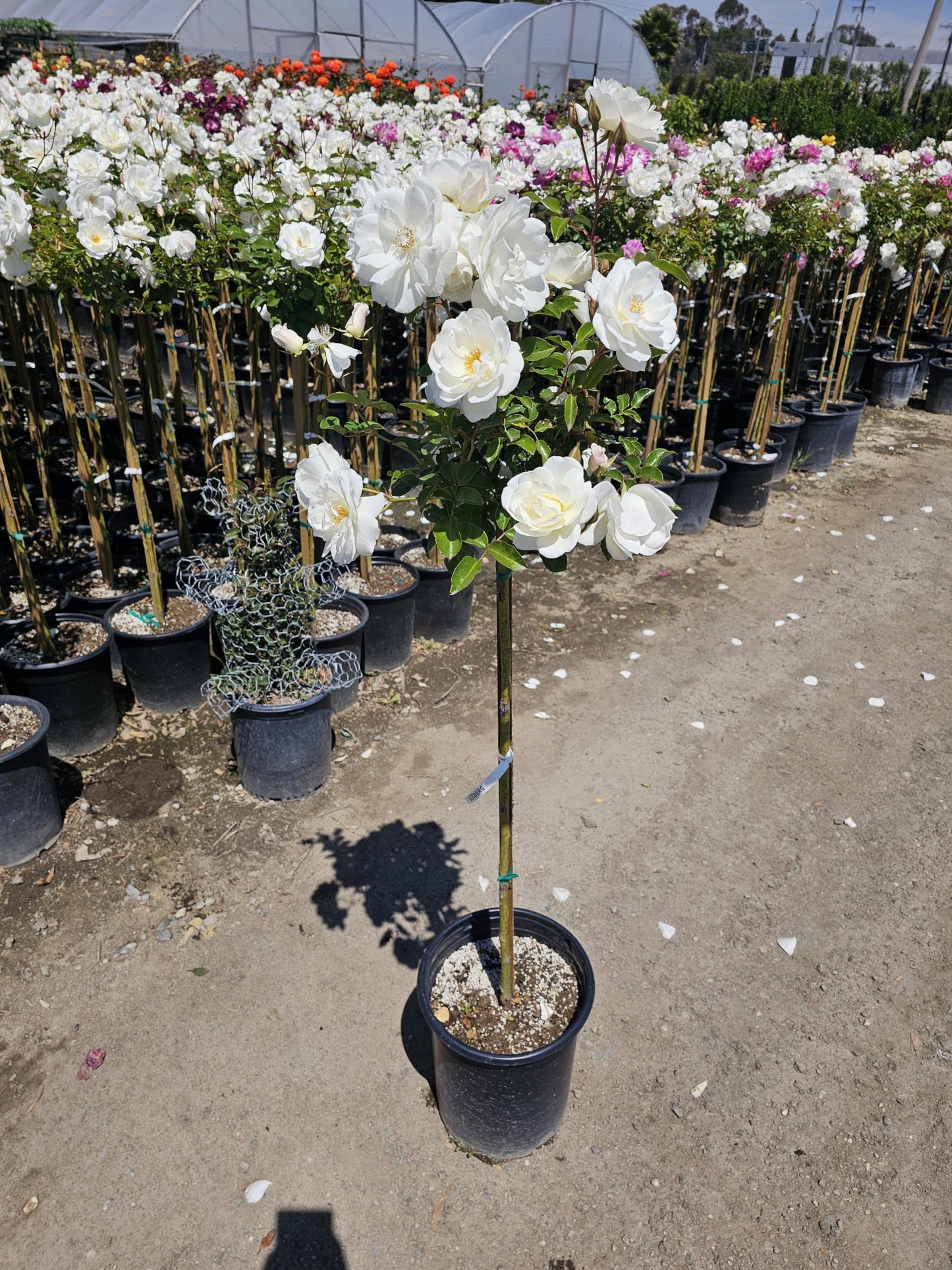 Rose Tree 4-5 Feet | Live Flowering Tree for Outdoor Planting | Reblooming Flowers All Year Long, 5 Gall Potted (Iceberg, 5 Gallon) Snow White Blossom Perfect Pops of Color in The Garden