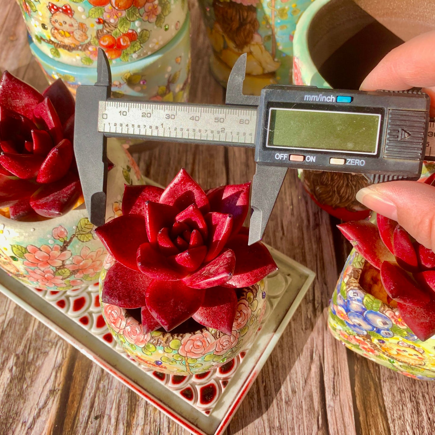 Echeveria Agavoides v Romeo Rubin Succulent Kit - with Plastic Pot, 1 Head 2.5" Live Plant, Compressed Soil & Guide, for Garden Indoor Office Desk (1, Echeveria Agavoides v Romeo Rubin)