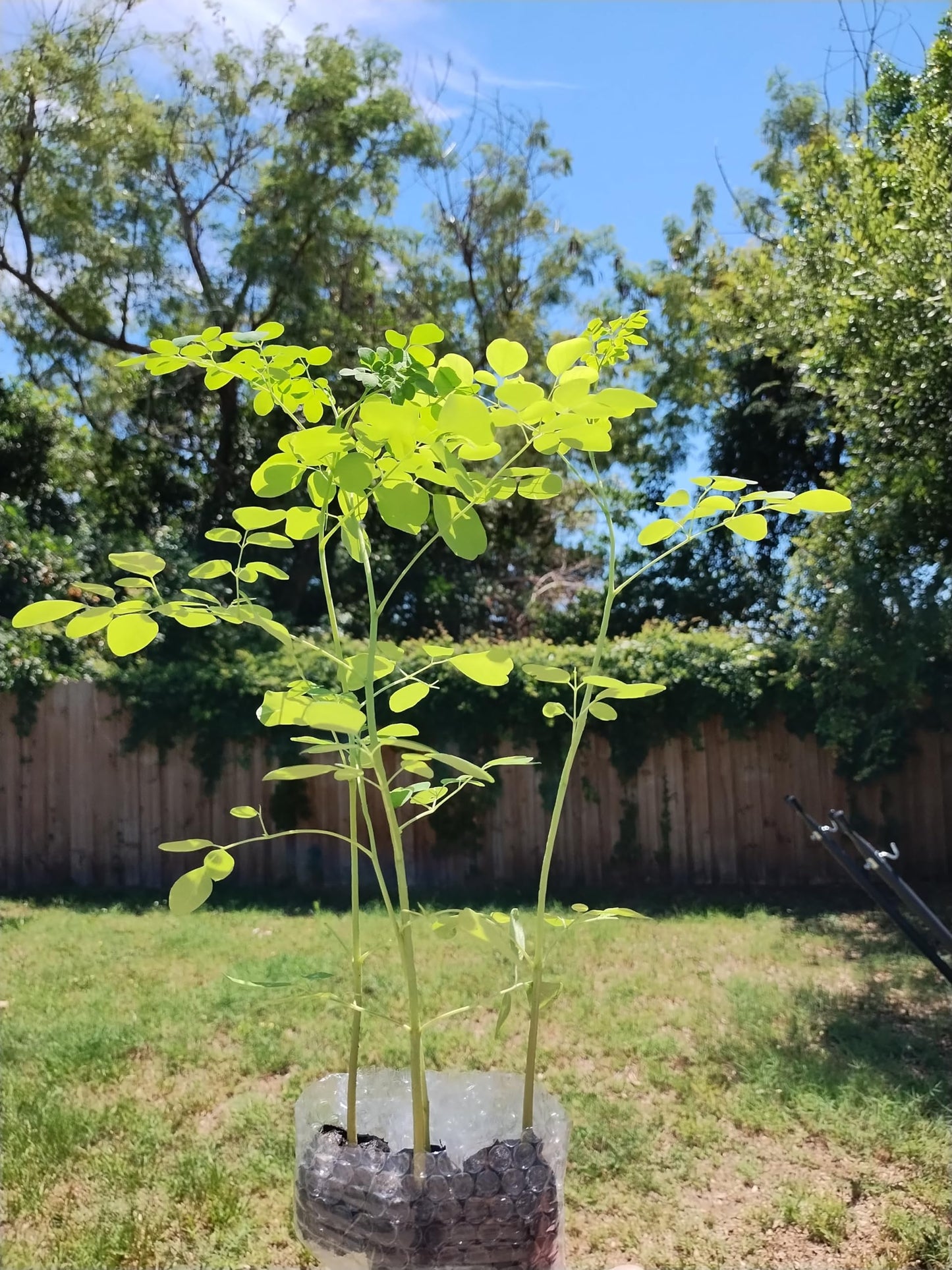 Generic Moringa Trees 3 Live Moringa Plants with Moringa Seeds - Organically Grown - Non-GMO - Miracle Tree - Moringa Oleifera - Herb, Green