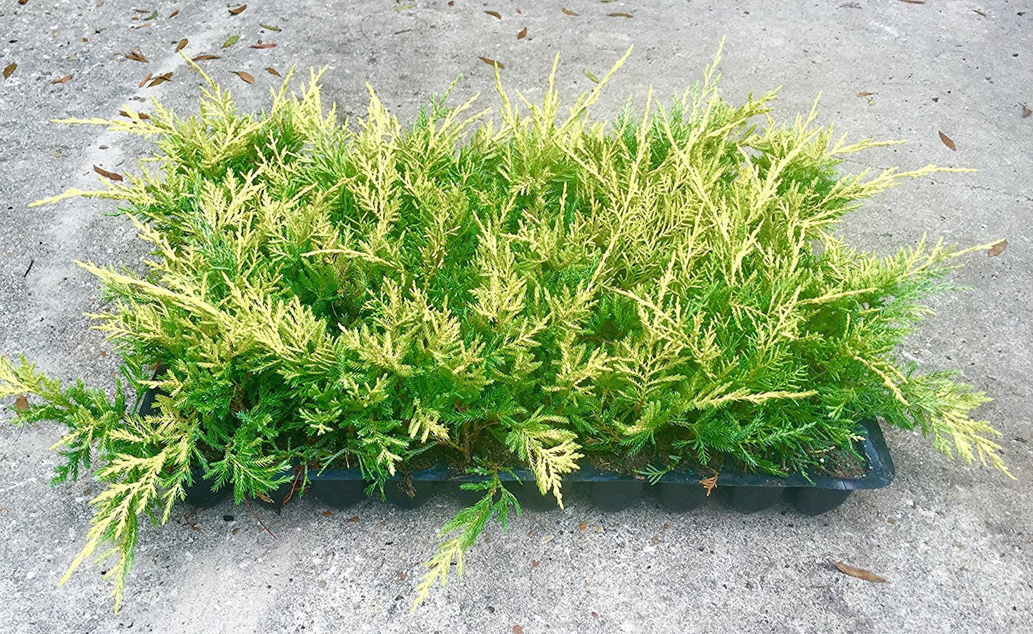 Saybrook Gold Juniper - 30 Live Plants - Drought Tolerant Cold Hardy Evergreen Ground Cover