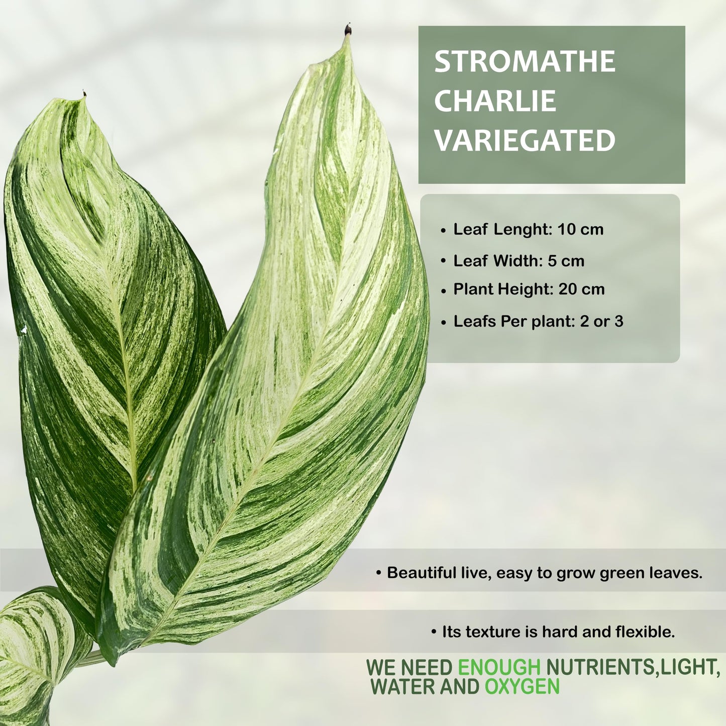 LEAL PLANTS ECUADOR Stromanthe Charlie Variegated, Elegant Variegation & Living Movement Tropical Houseplant, Natural Air Purifier, Perfect for Home Decor, Unique Gift for Plant Lovers