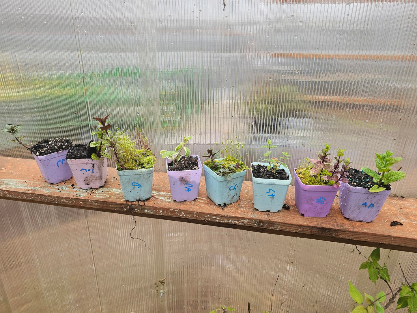 8 Pack Mint Live Mint Plants 1 Each Strawberry, Apple, Chocolate, Orange, Peppermint, Spearmint, Pineapple,Mojito Mints in 3" pots Herbs Smells Amazing Message IF You Want Custom Pack