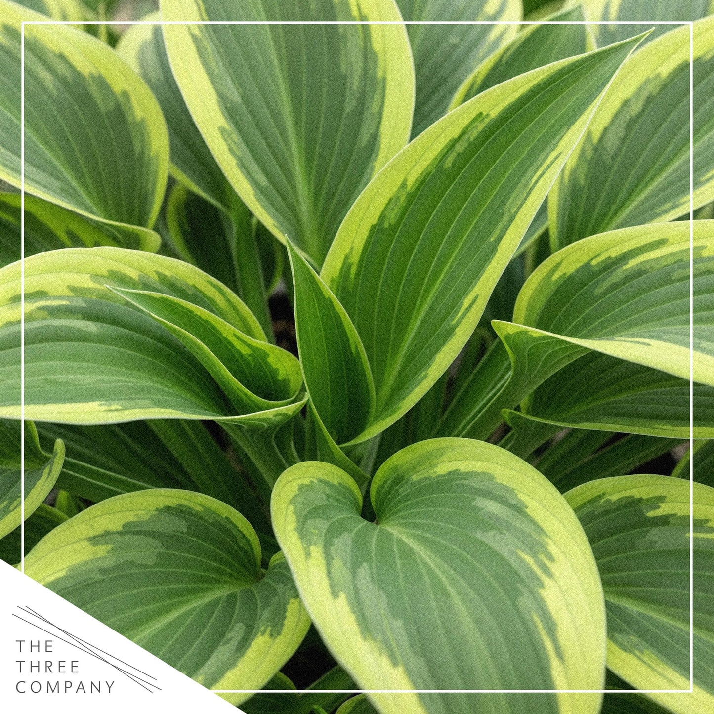 Live Perennial Hosta - Yellow Polka Dot Bikini (3 Plants Per Pack) Beautiful Accent Plant, 10" Tall by 4" Wide in 1 Qt Pot