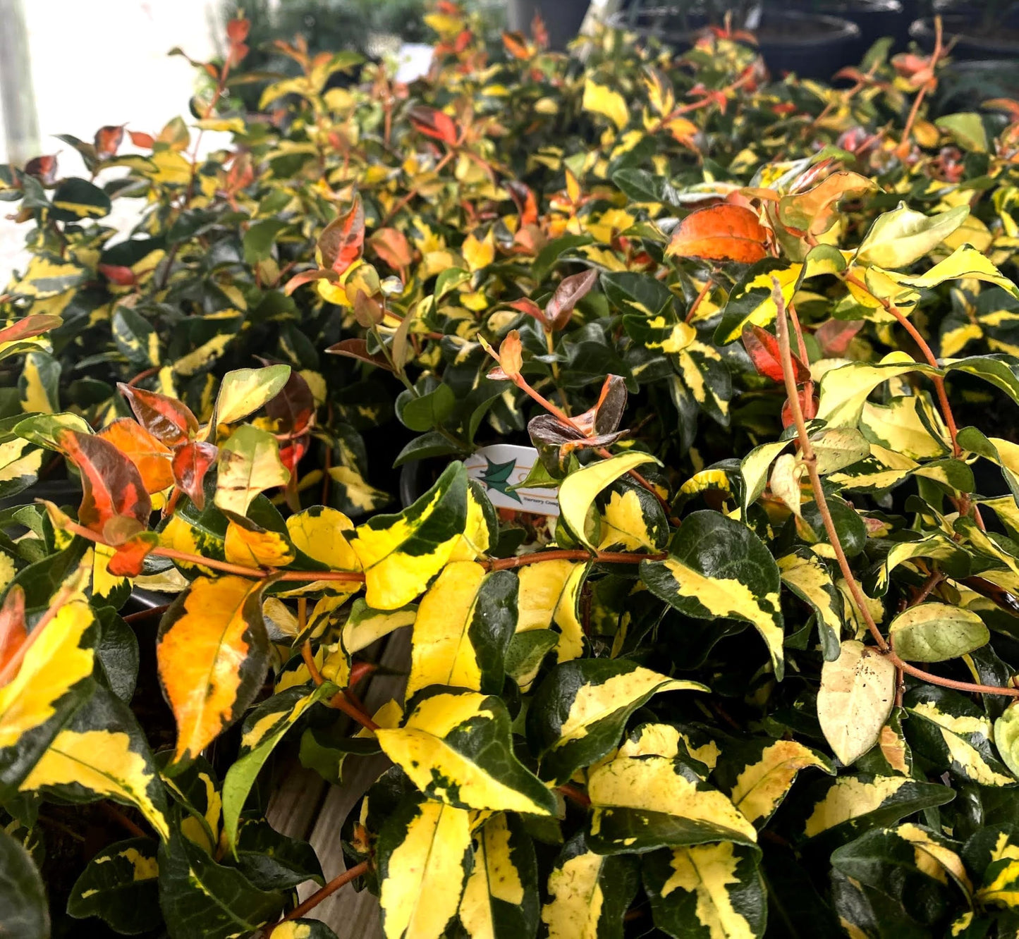 Jasmine Summer Sunset | 10 Live Quart Size Plants | Trachelospermum Asiaticum | Colorful Ground Cover | Ornamental Foliage Plants