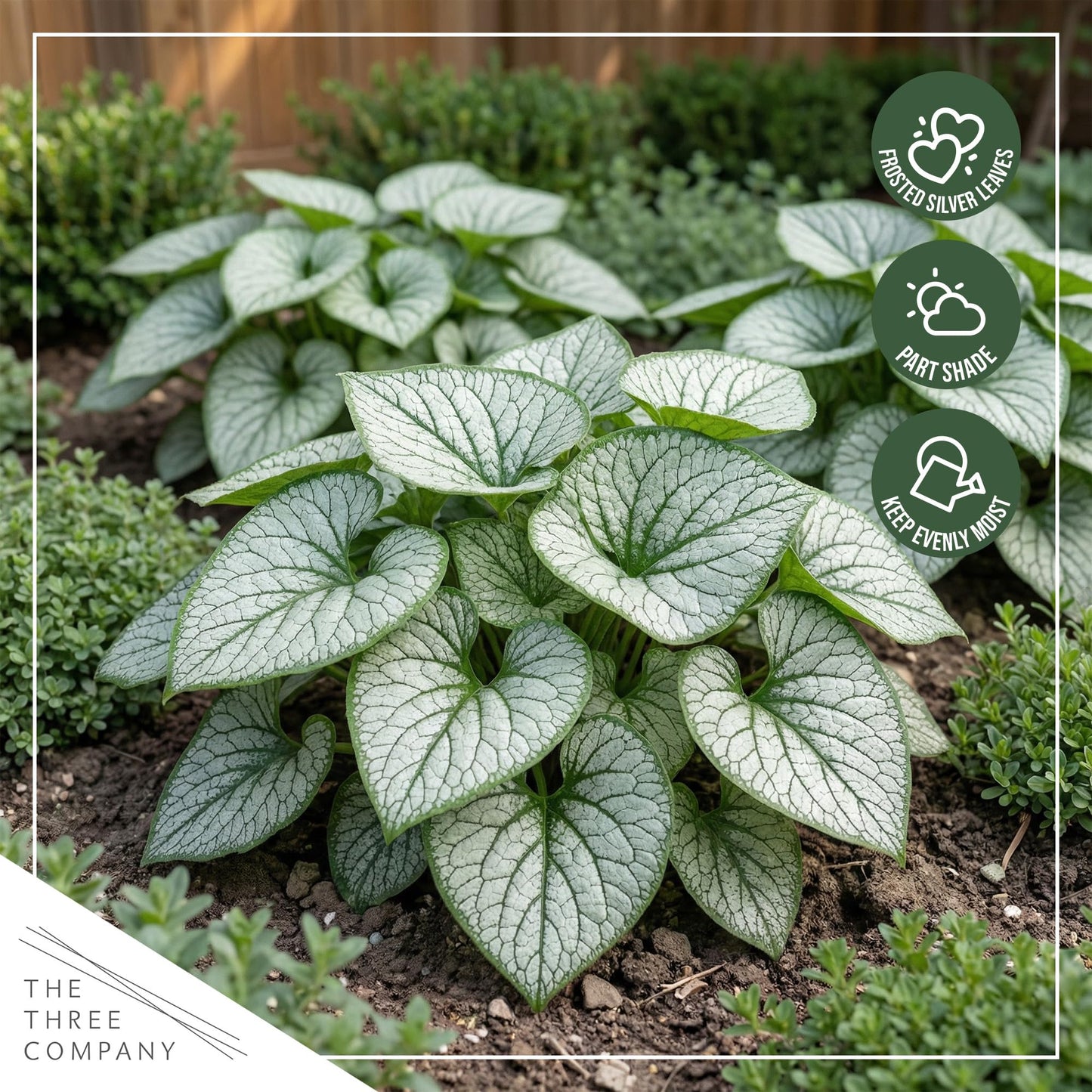 Live Brunnera 2-Pack – Silver Heart – Shade Perennial with Variegated Leaves, Blue Spring Flowers, 10” Tall, 1 Qt Pot