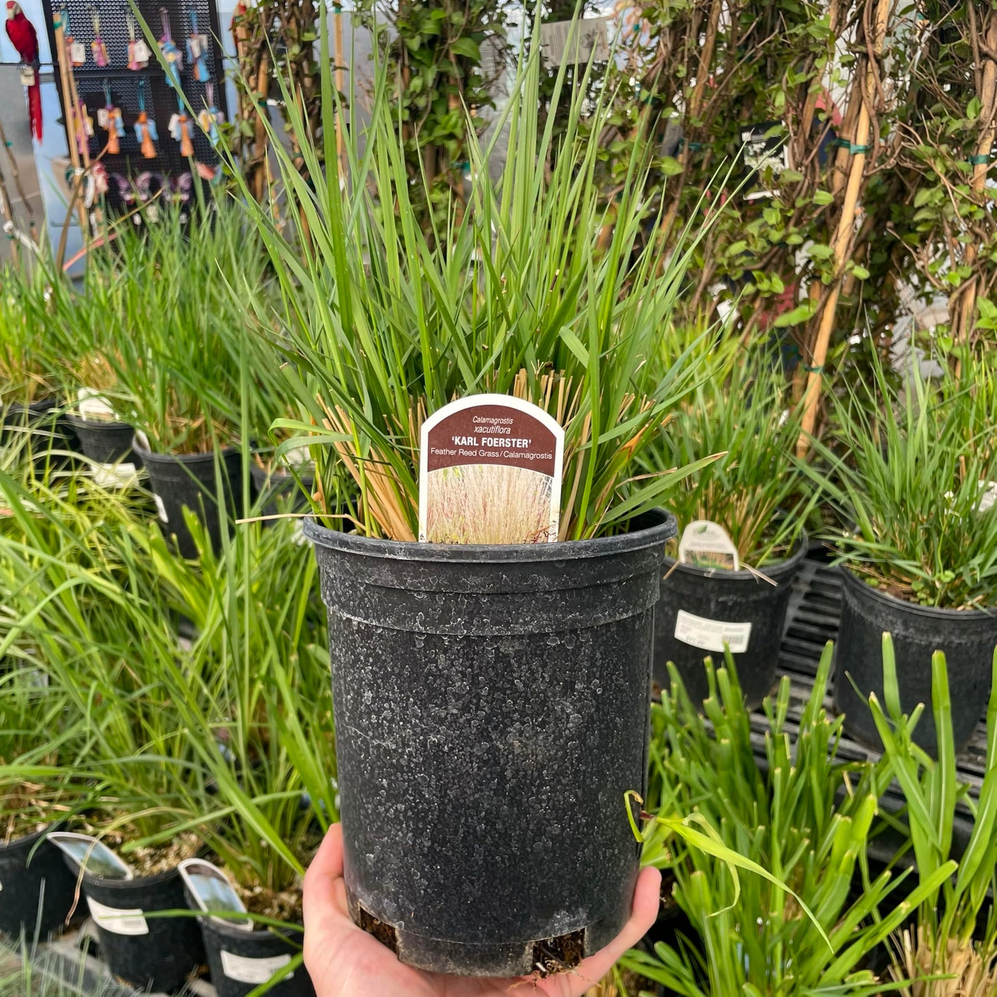 Karl Foerster Calamagrostis (Feather Reed Grass), Perennial, Cool-Season Ornamental Grass, Live Plant, 1 Gallon Growers Pot