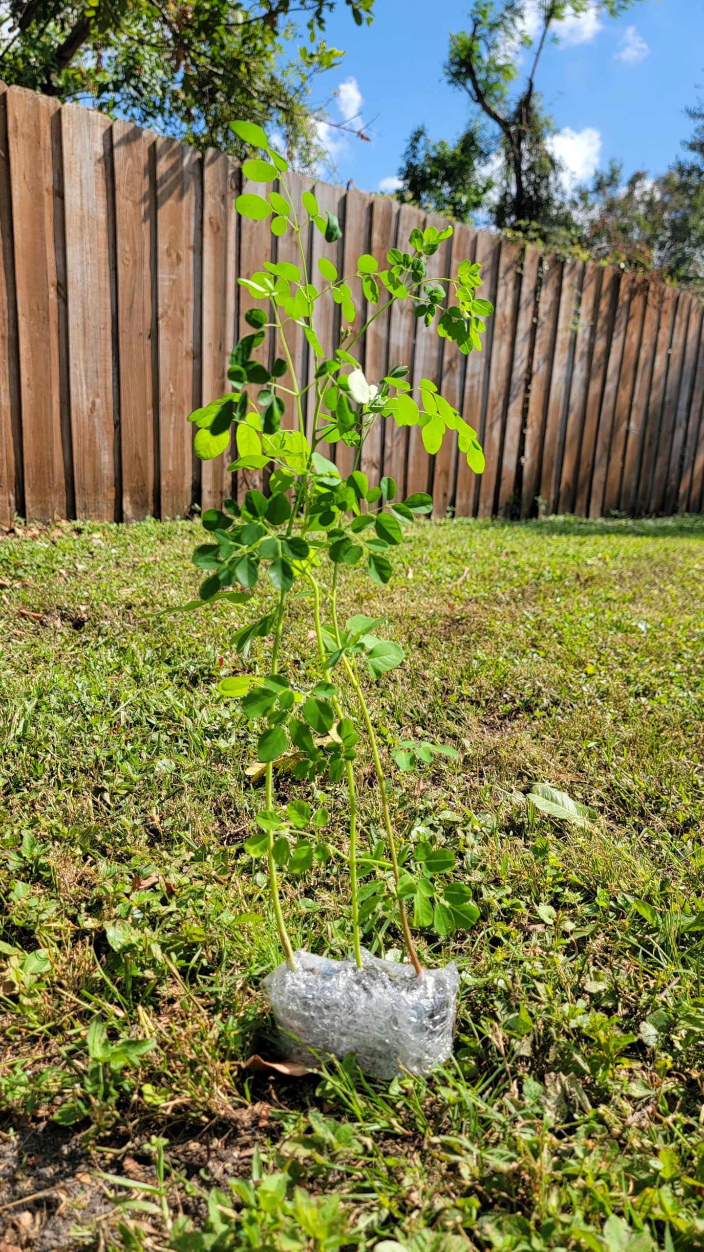 Moringa Tree Live 1 Moringa Plant with Free Moringa Seeds. Drumstick Tree - Miracle Tree - Malunggay - Easy to Grow - Herb - Vegetable - Nutrient-Dense