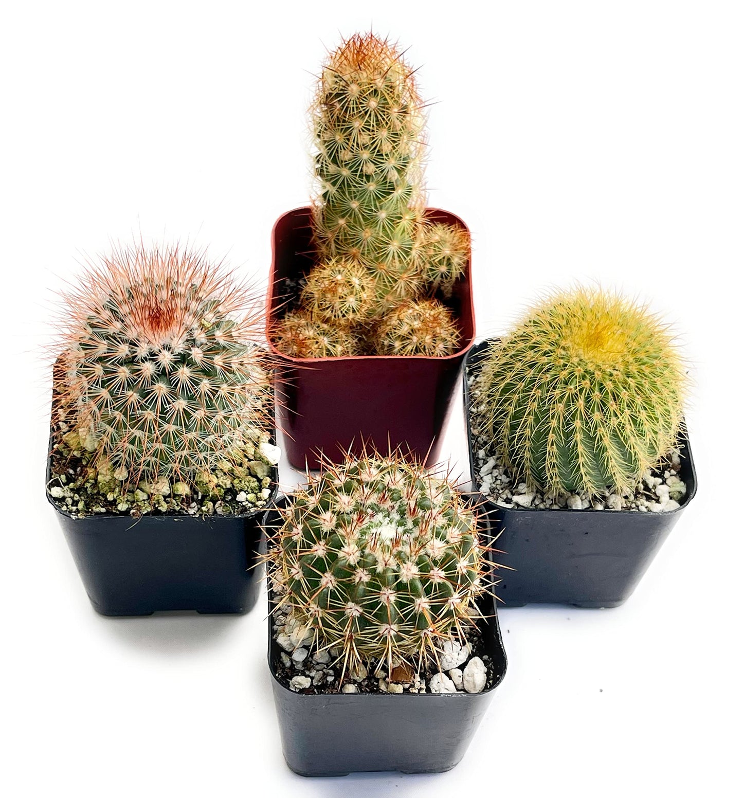 Fatplants Mini Cactus Plants Live Plants (4 Pack), Cactus Plant Indoor Live Plants, Cacti Plants Live Cactus Decor, Succulents Plants Live Houseplants, Mini Cactus Gifts in Cactus Soil Potting Mix