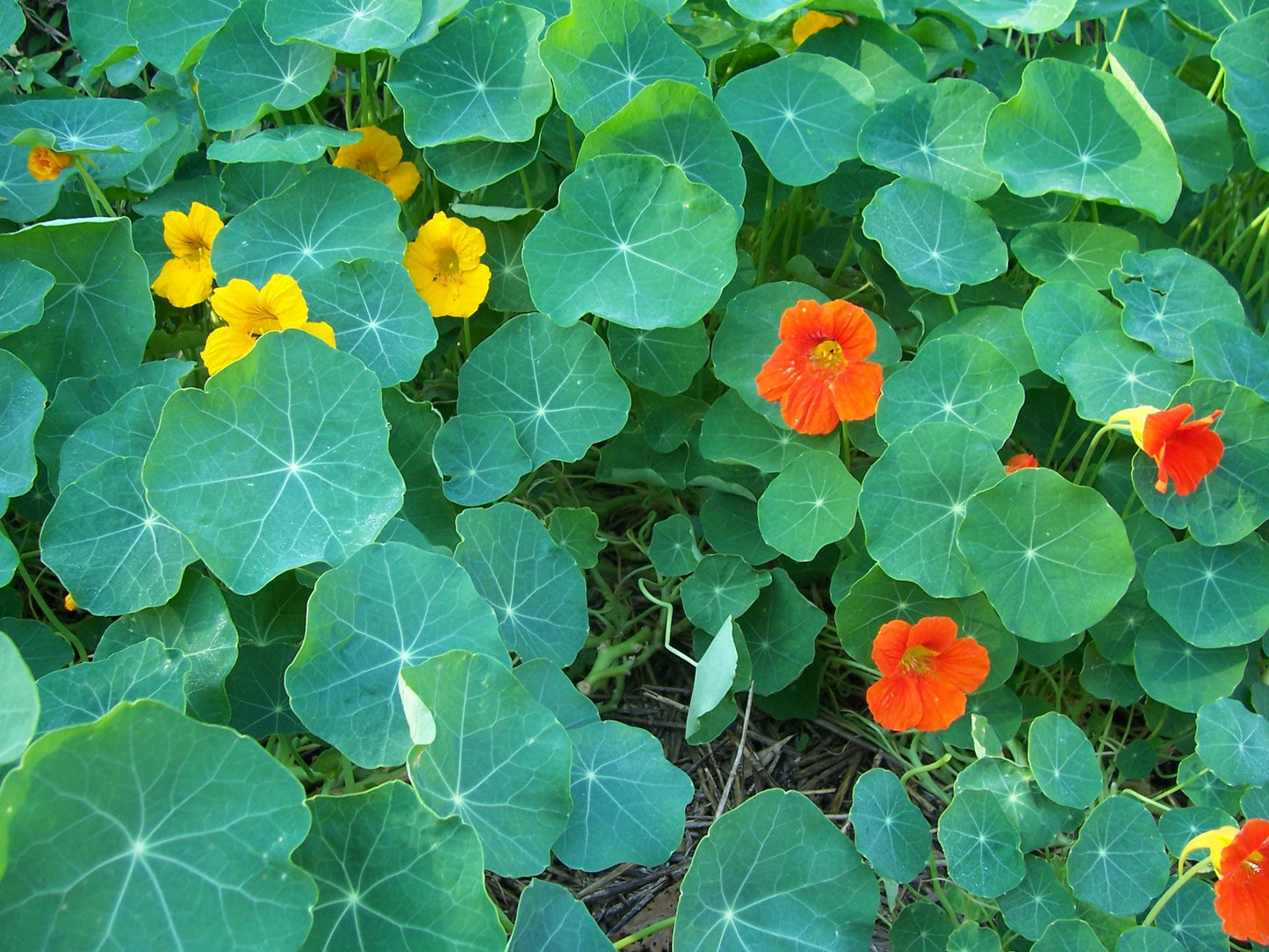 Clovers Garden Nasturtium Plants – Two (2) Live Plants – Non-GMO - Not Seeds - Each 4" to 8" Tall – in 4" Inch Pots – Deliciously Edible