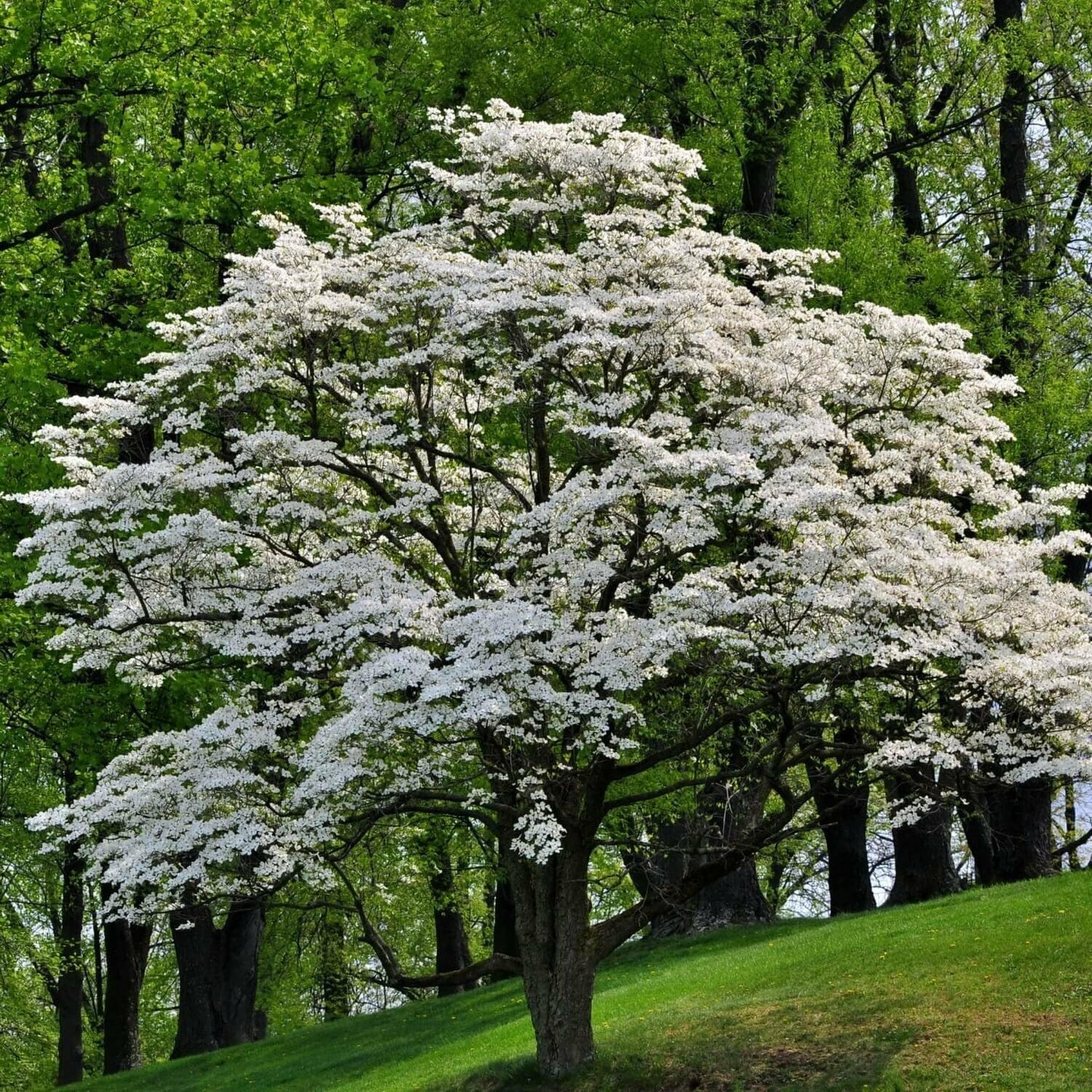 Live Plant - White Flowering Dogwood Tree - Live Potted Plant - Quart Pot - Cornus Florida