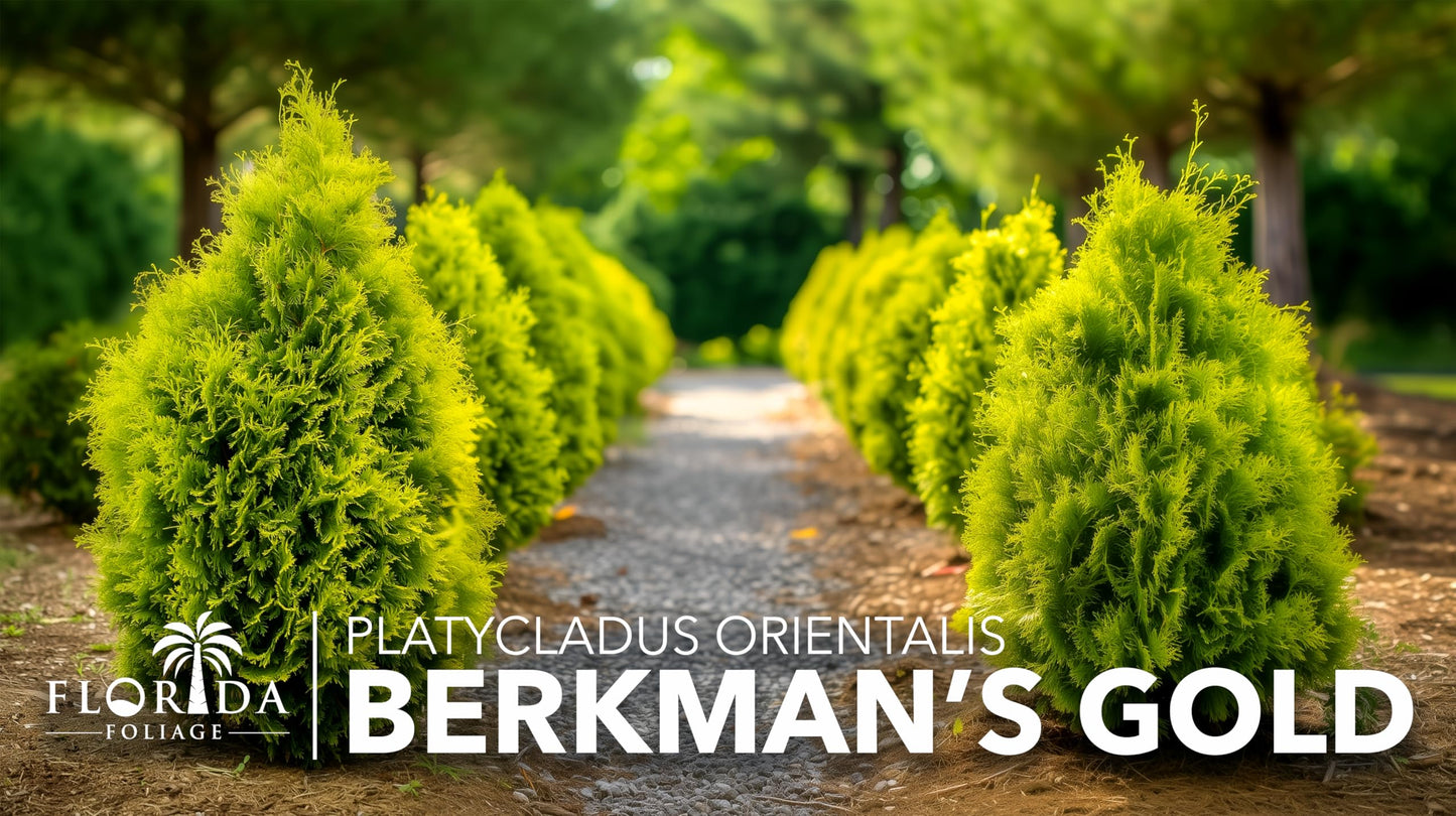 Berkman's Gold Arborvitae | 10 Live Quart Size Plants | Platycladus orientalis 'Aurea Nana' | Compact Evergreen Shrub for Borders | Vibrant Golden Foliage Accent