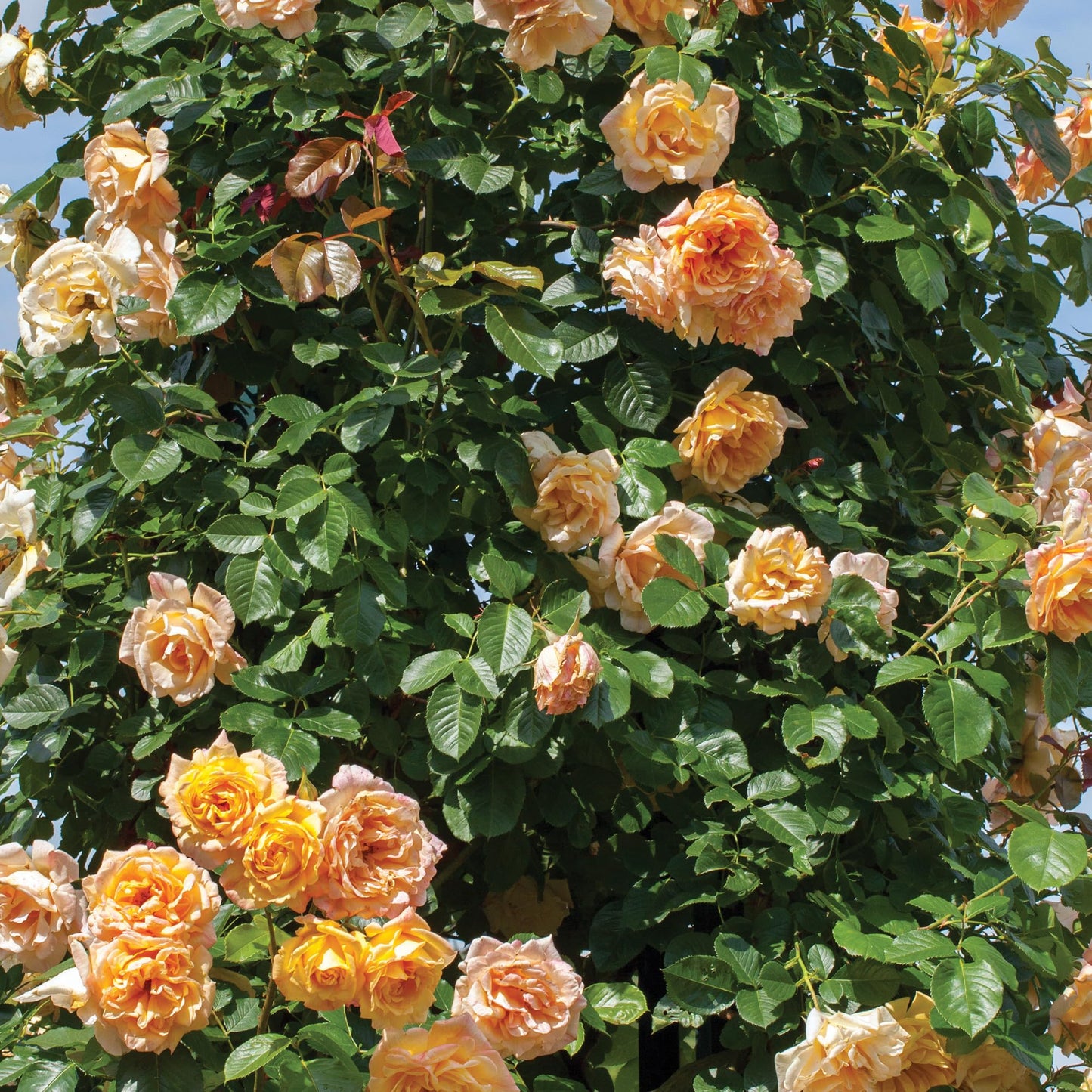 Garden Sun Climbing Rose Bush, Apricot Peach Flowers, Own Root 1.5 Gallon Potted Live Plant, Stargazer Perennials