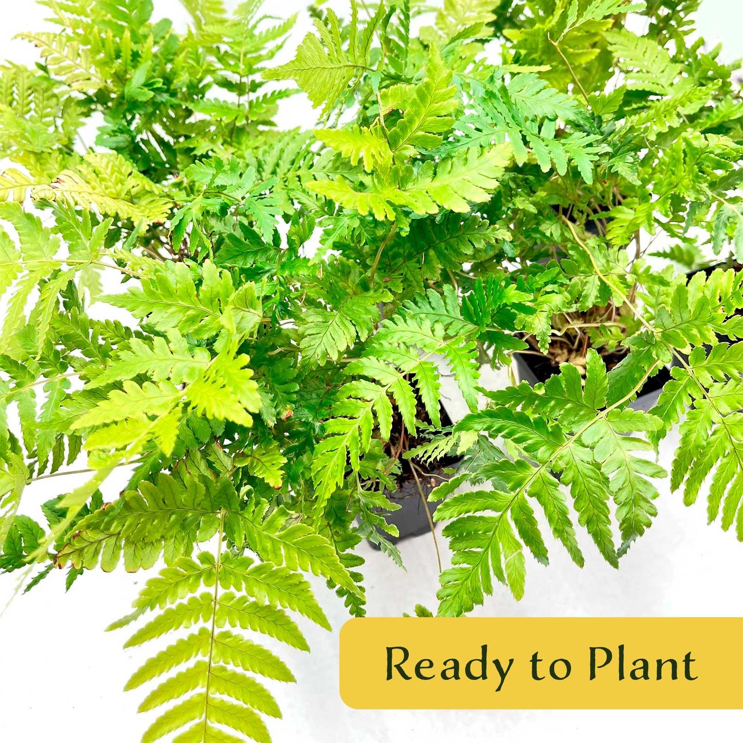 2 Autumn Fern – Evergreen Perennial Shade Fern with Arching Coppery Fronds for Woodland Shade Borders & Containers (Dryopteris erythrosora ‘Autumn’) in 3.5” Cubes, Live Plants