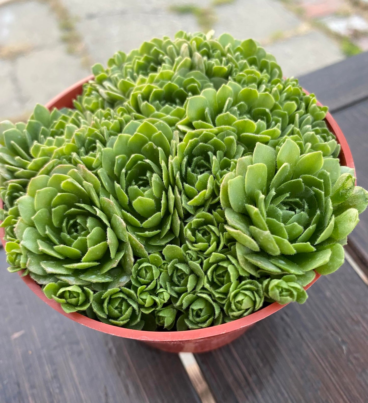 Live Succulent Plant Rosularia Platyphylla, Green Indoor Houseplant in Red Plastic Pot, 2-4 Inch, Low Water, Drought Tolerant, Bright Indirect Light