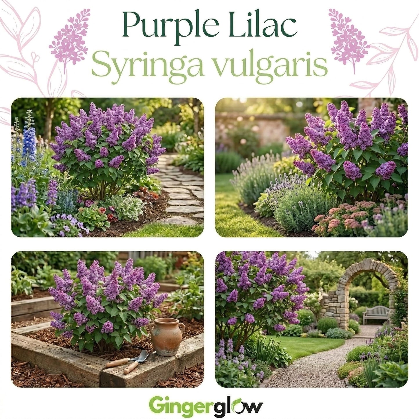 Purple Lilac Bush Tree, 1 Quart Pot Starter Plant, Cold Hardy, Low Maintenance, Fragrant Lilac Tree Ready to Plant for Outdoor Garden