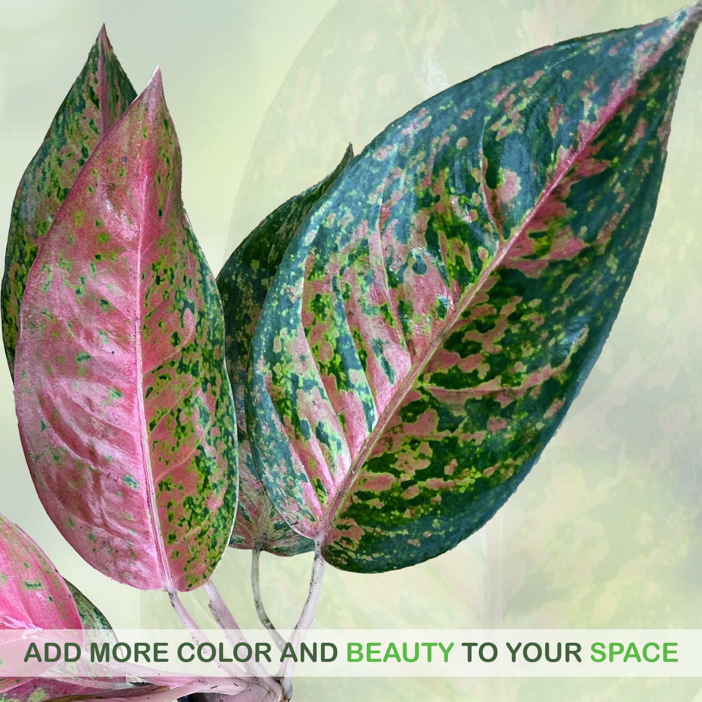 LEAL PLANTS ECUADOR Live Aglaonema Commutatum Pink Plant (Chinese Evergreen) – Vibrant Pink & Green Foliage – Low Light Tolerant Potted Houseplant for Indoor Gardening