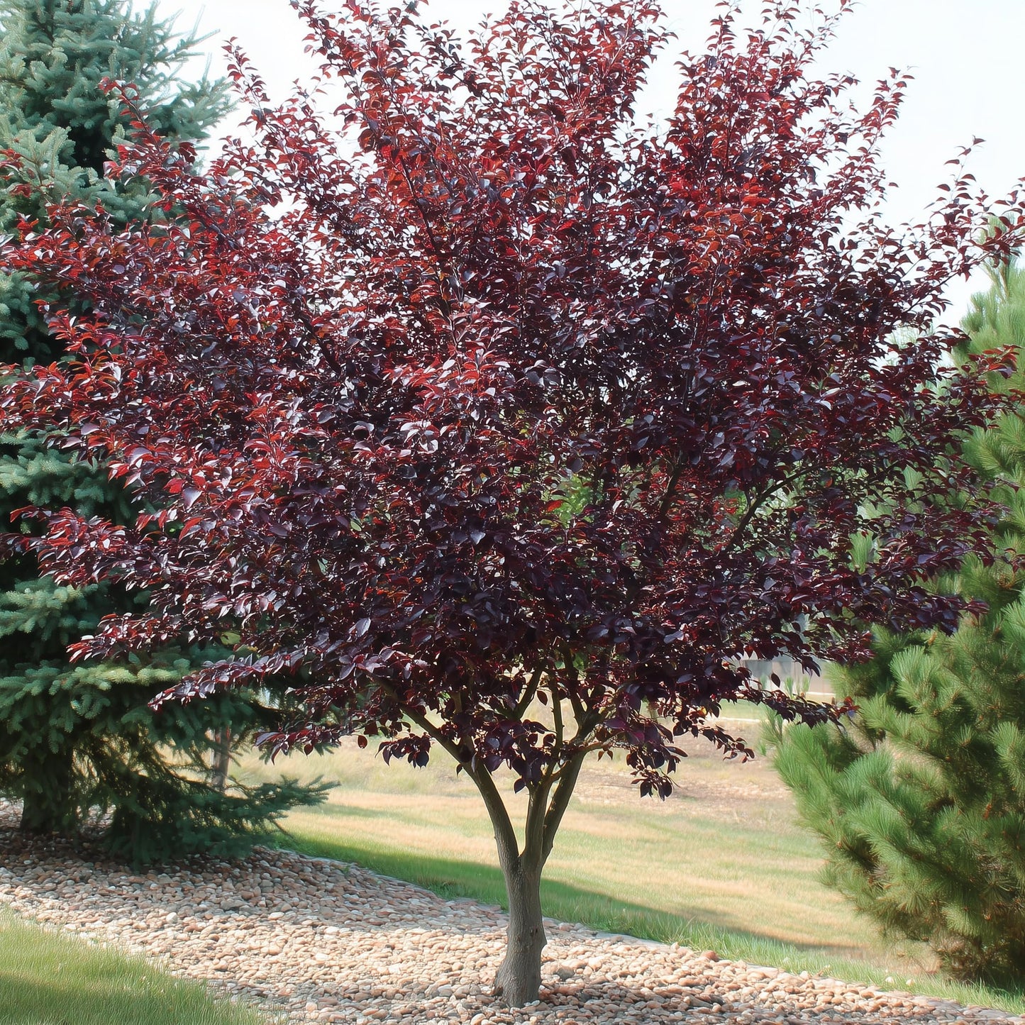 2 Purpleleaf Sand Cherry Shrubs/Trees - 36-48" Tall Live Plants - Purple Leaf Cistena Plum Bushes - Prunus x cistena - (2 Pack)