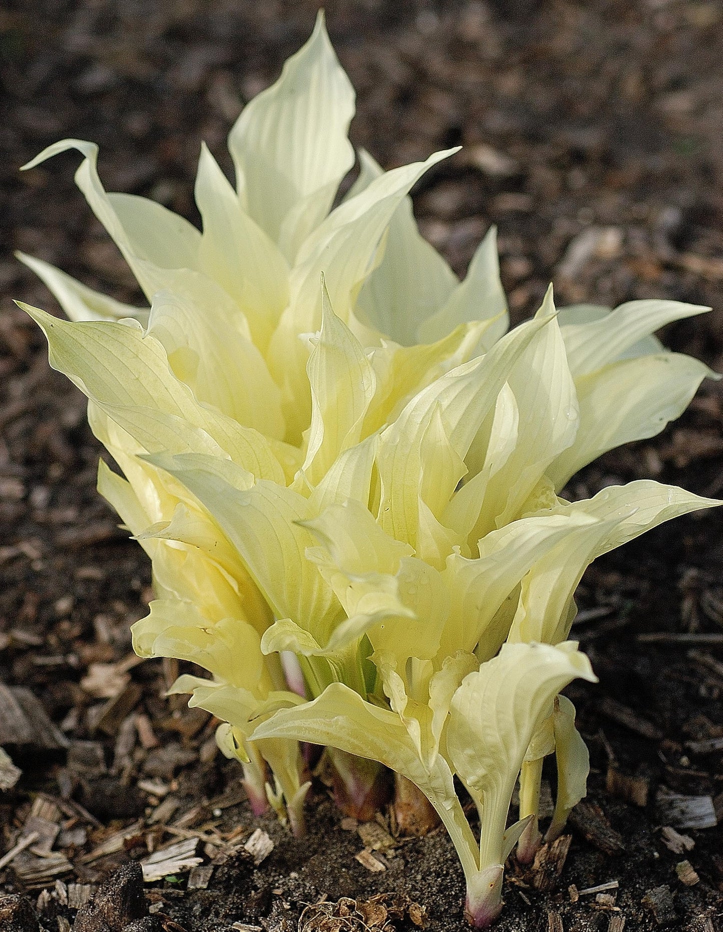3 White Feather Hosta Roots-Grown/Shipped by Hirts