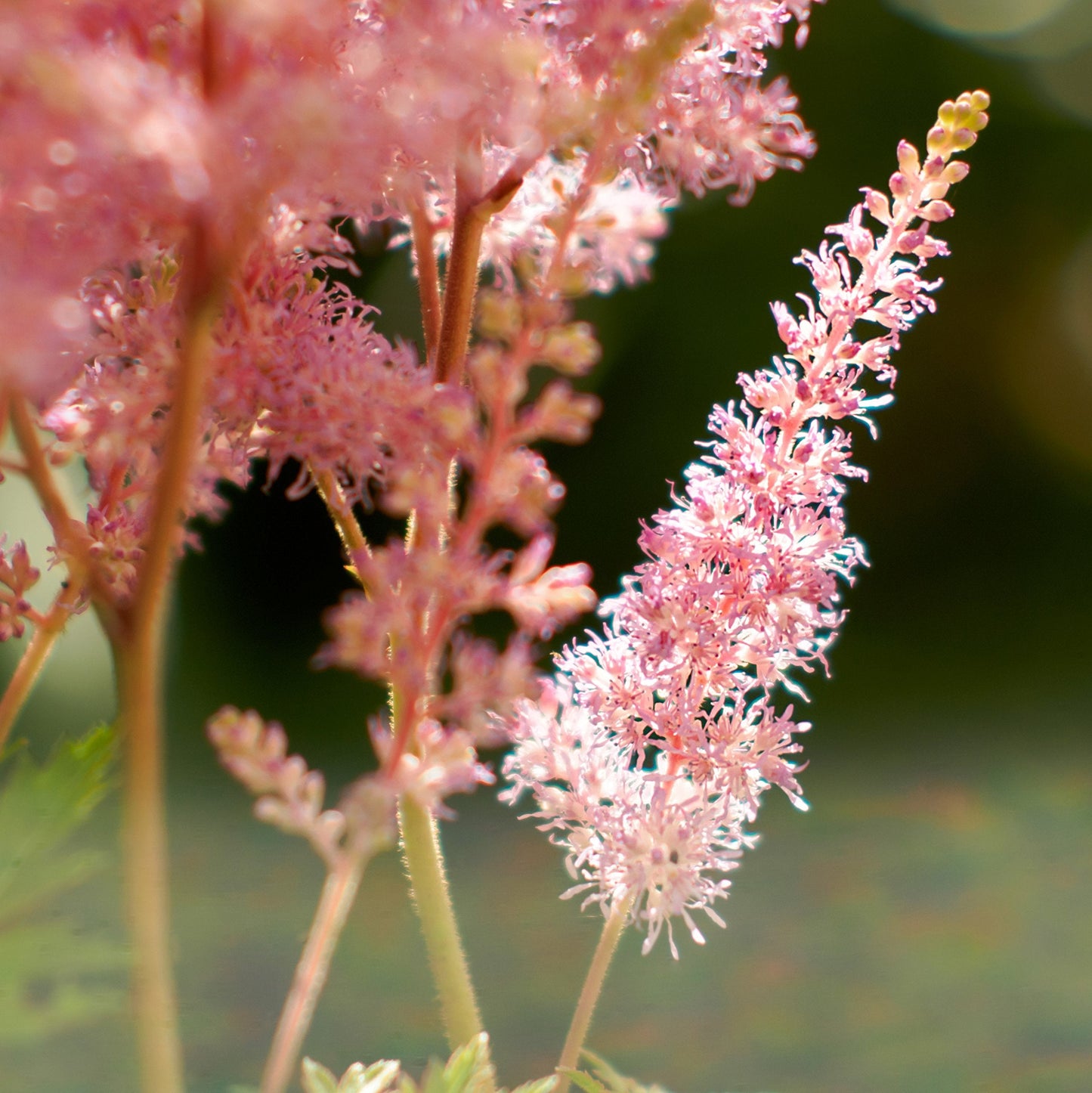 Easy to Grow Astilbe Europa 1 Plant Bareroot - Summer Pink Blooms in Shade, Pollinator Friendly Flowers (False Spirea, Goat's Beard)