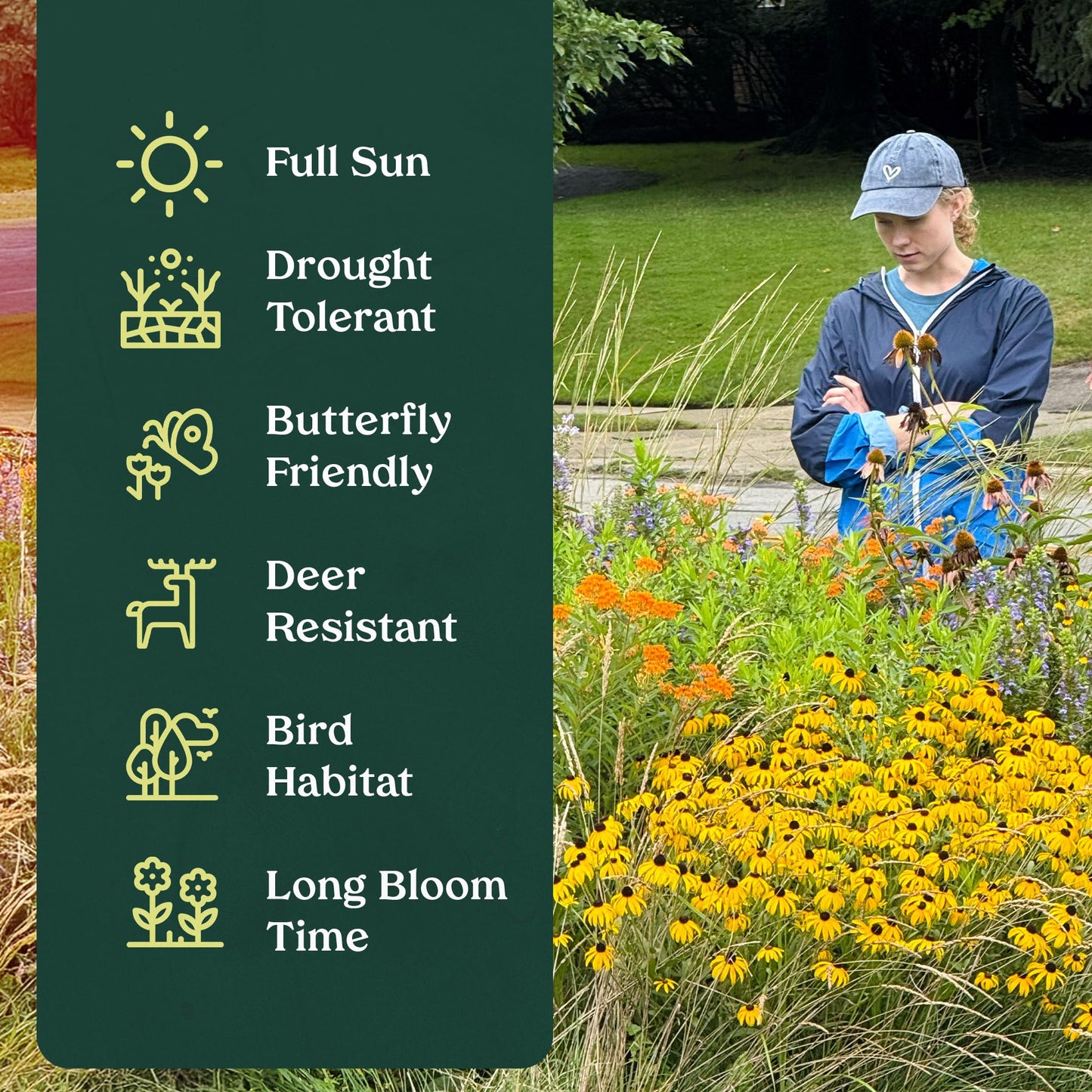 Narrowleaf Milkweed 6 Live Plants (Asclepias fascicularis) – California Native Wildflower for Outdoor Gardens, Monarch Butterfly Host Plant, Drought Tolerant Pollinator Friendly Landscaping