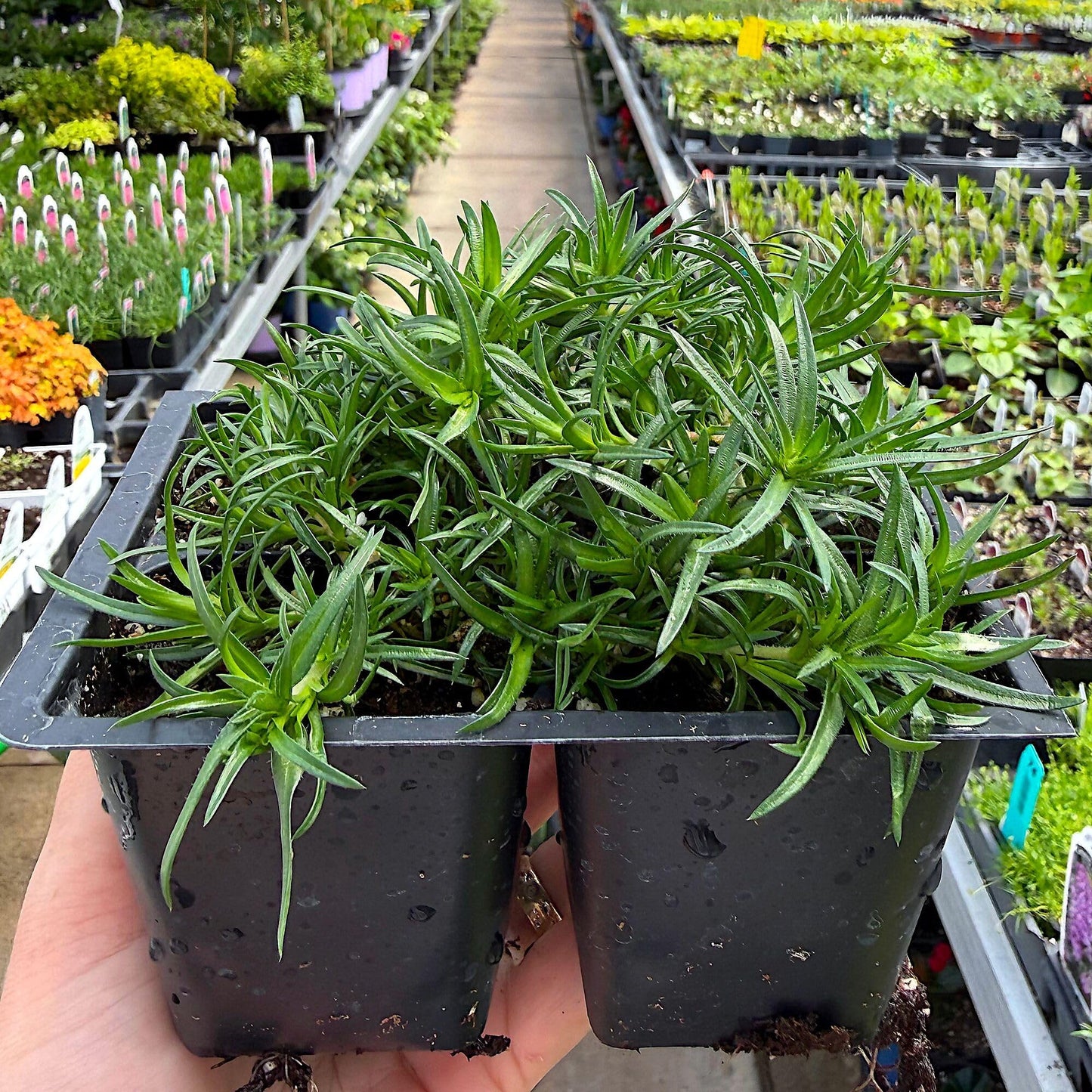 Phlox subulata ‘Amazing Grace’, Creeping Phlox, Moss Phlox, Moss Pinks, Ground Cover, Evergreen with Showy White Flowers, Container Size: 4X 2.63x1.72x2.75
