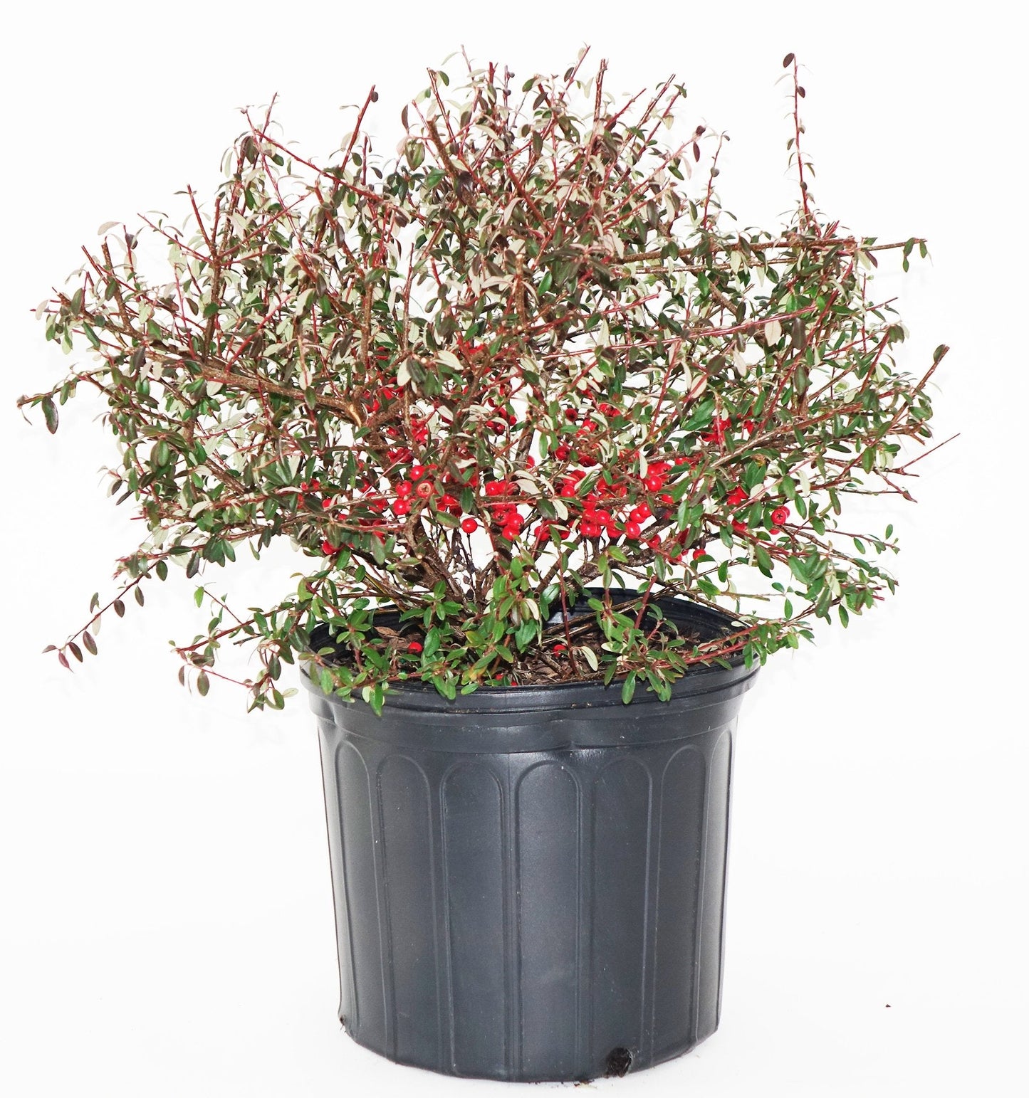 Cotoneaster dammeri 'Coral Beauty' (Coral Beauty Cotoneaster) Shrub, 3 - Size Container