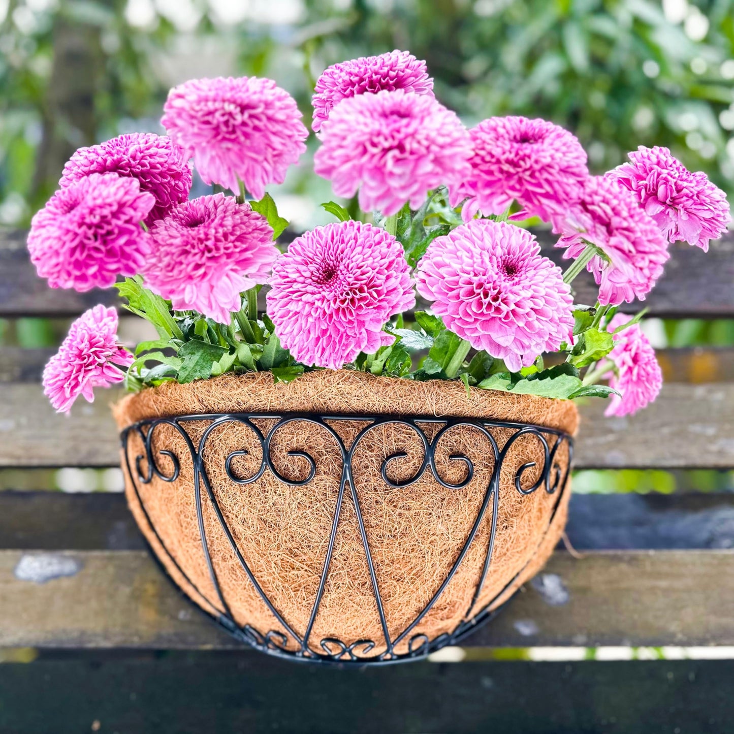 LaLaGreen Outdoor Wall Planters (2 Pack, 14 Inch) Black Metal Wall Mounted Hanging Basket with Coco Liner, Semi-Circle Flower Pot Plant Holder for Fence Railing Deck Porch Balcony French Garden Decor