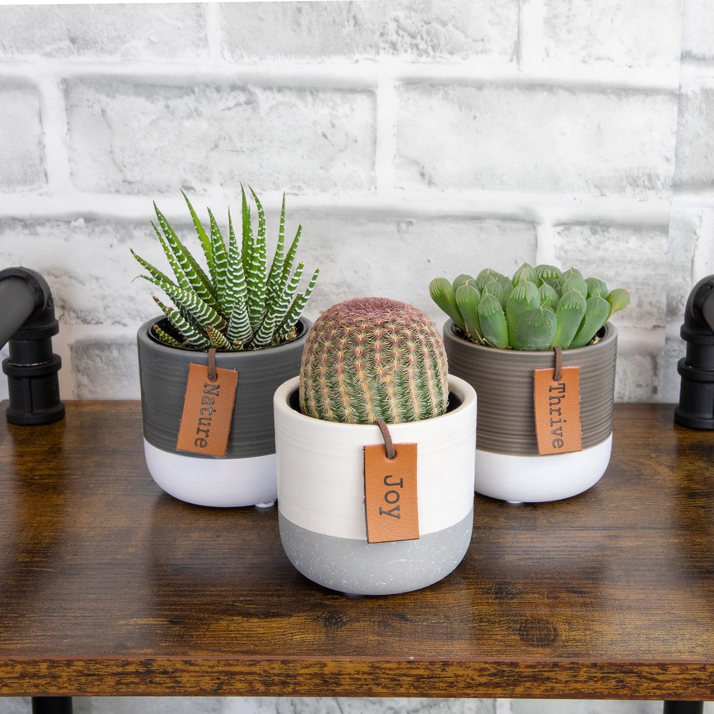 Succulents Plants Live in Pots Set (3 Pack) - Mini Cactus, Haworthia, Gasteria