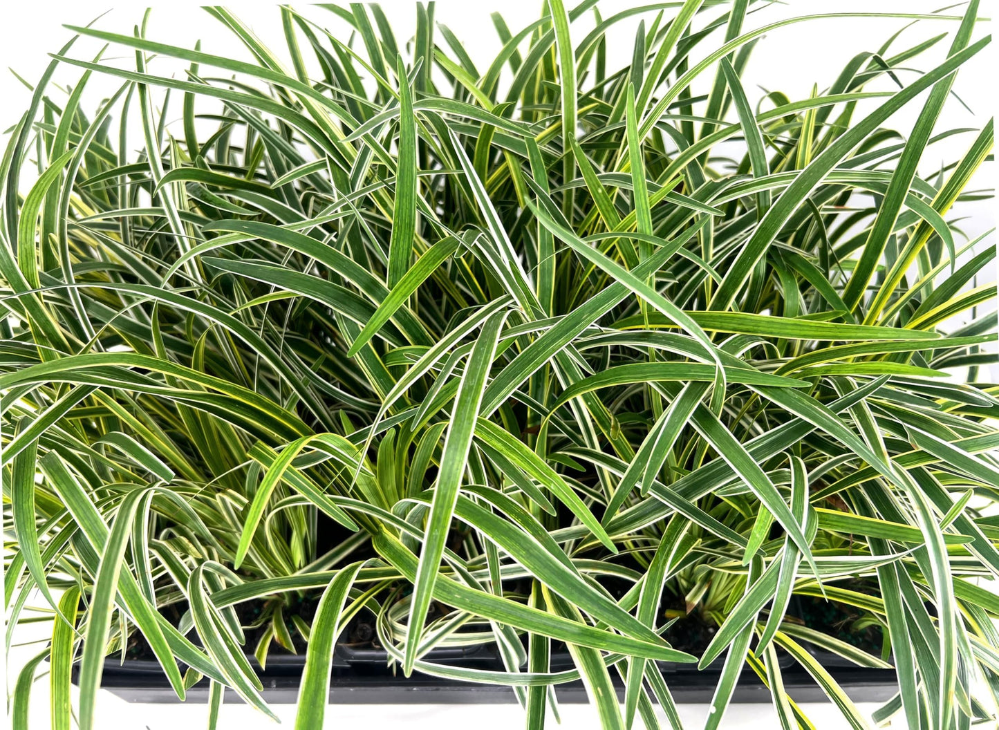 Variegated Liriope | 9 Live 4 Inch Pots | Liriope Muscari Variegata | Ornamental Ground Cover Plants | Evergreen Foliage