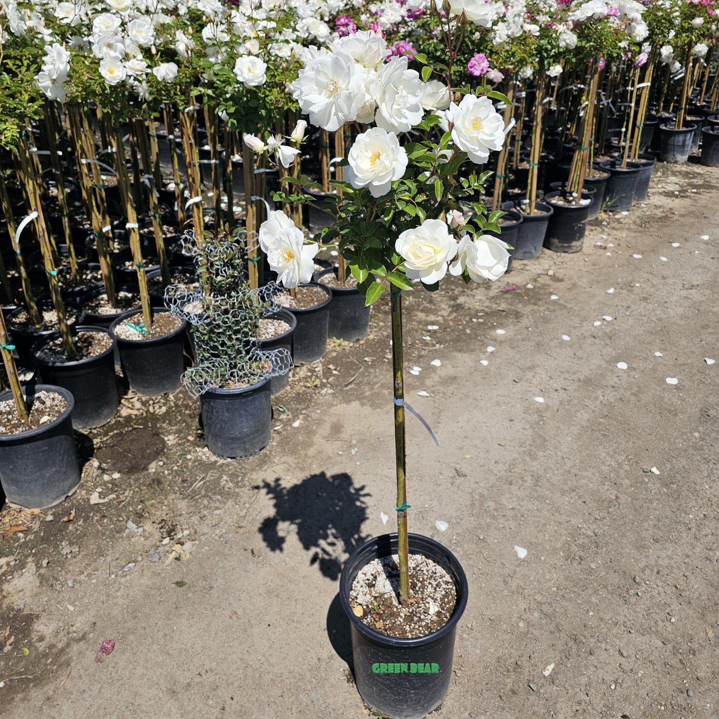 Rose Tree 4-5 Feet | Live Flowering Tree for Outdoor Planting | Reblooming Flowers All Year Long, 5 Gall Potted (Iceberg, 5 Gallon) Snow White Blossom Perfect Pops of Color in The Garden